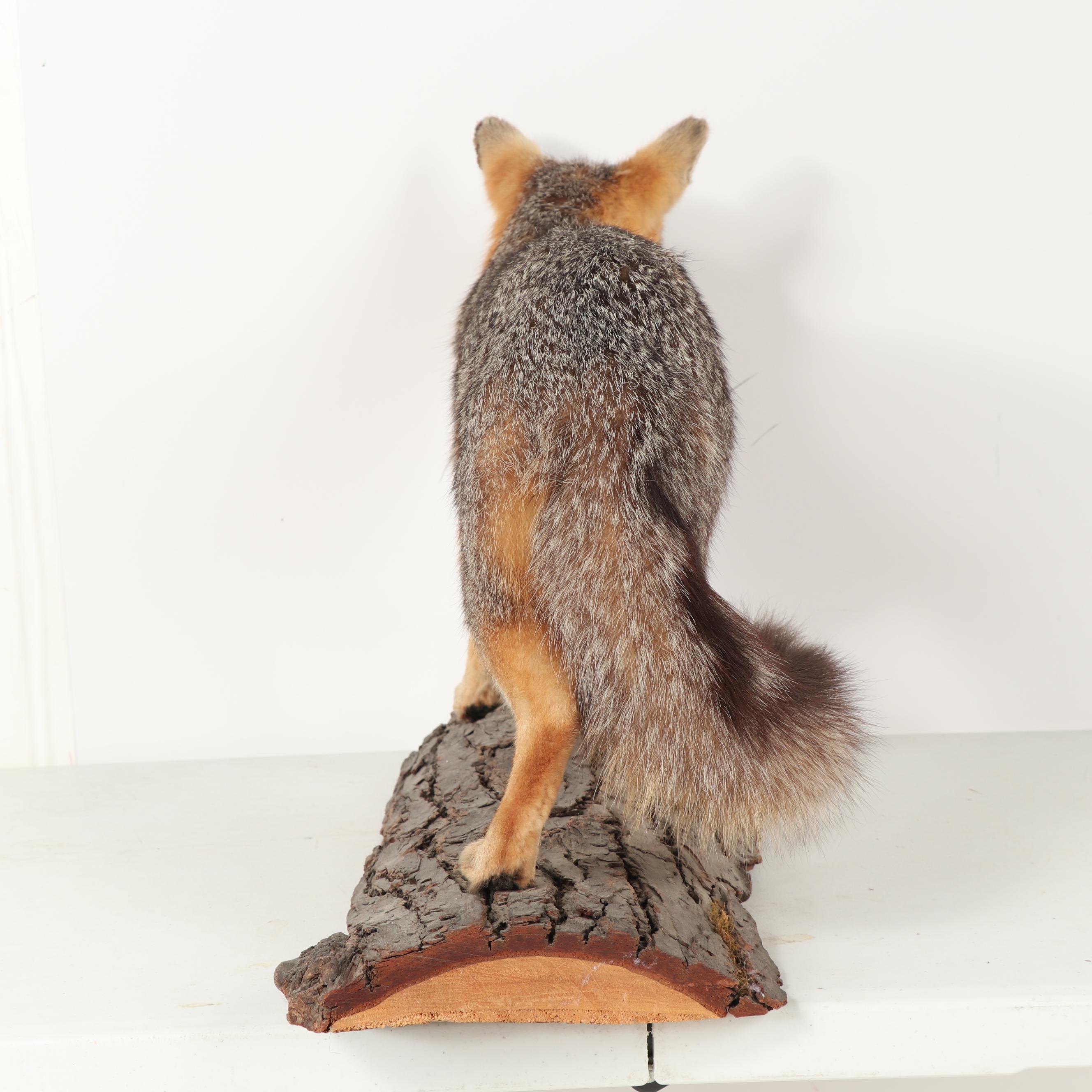 Grey Fox Full Body Taxidermy Mount