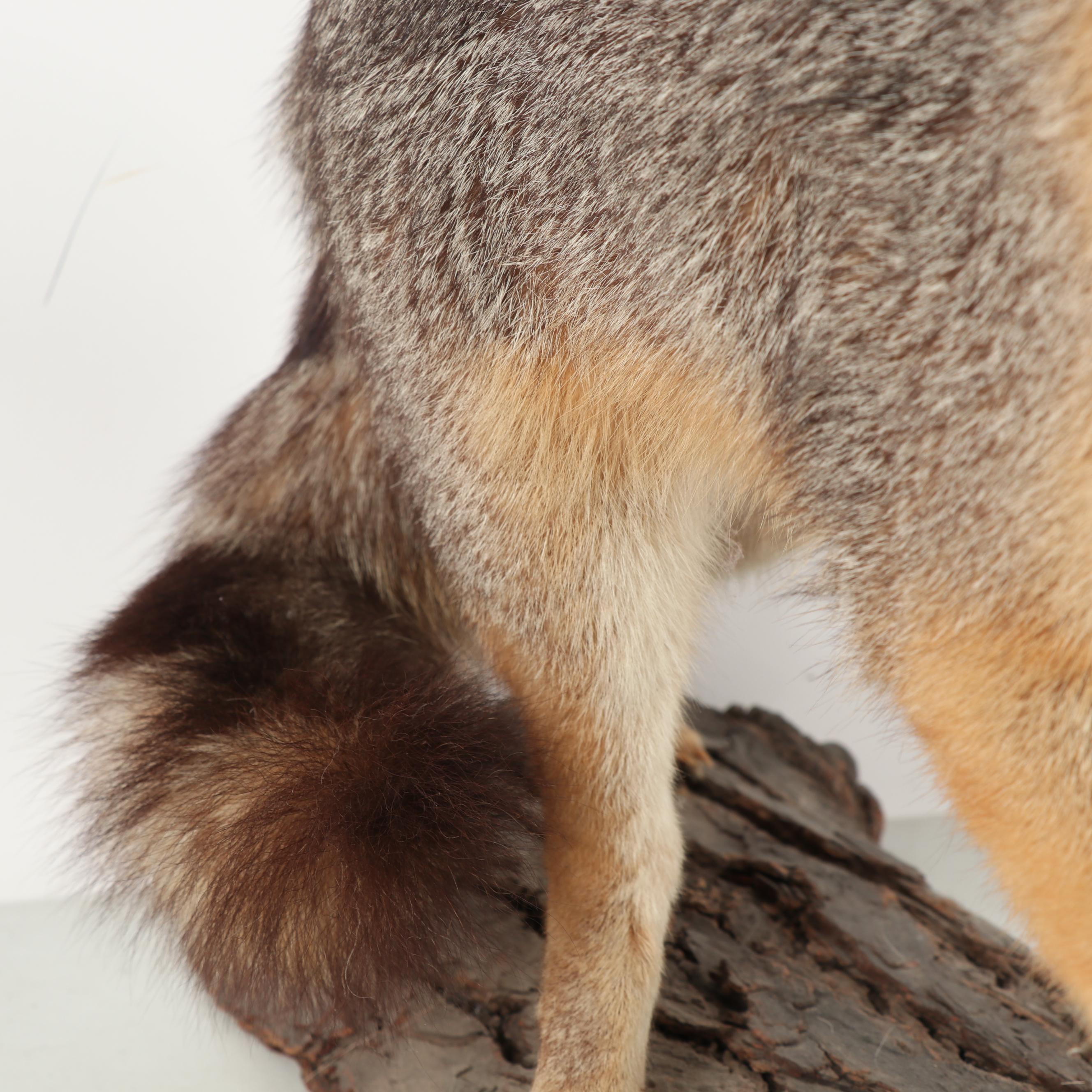 Grey Fox Full Body Taxidermy Mount