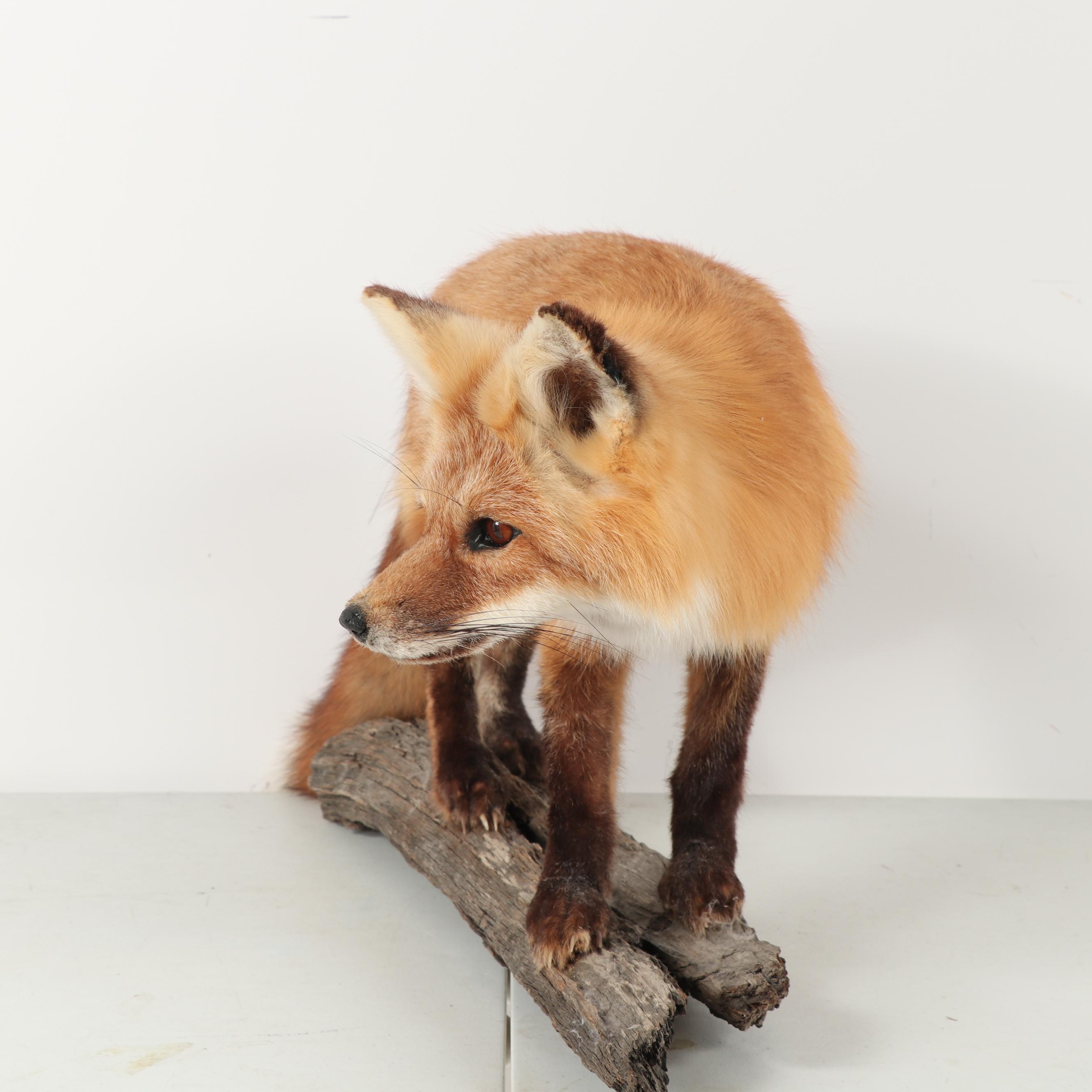 Red Fox Full Body Taxidermy Mount