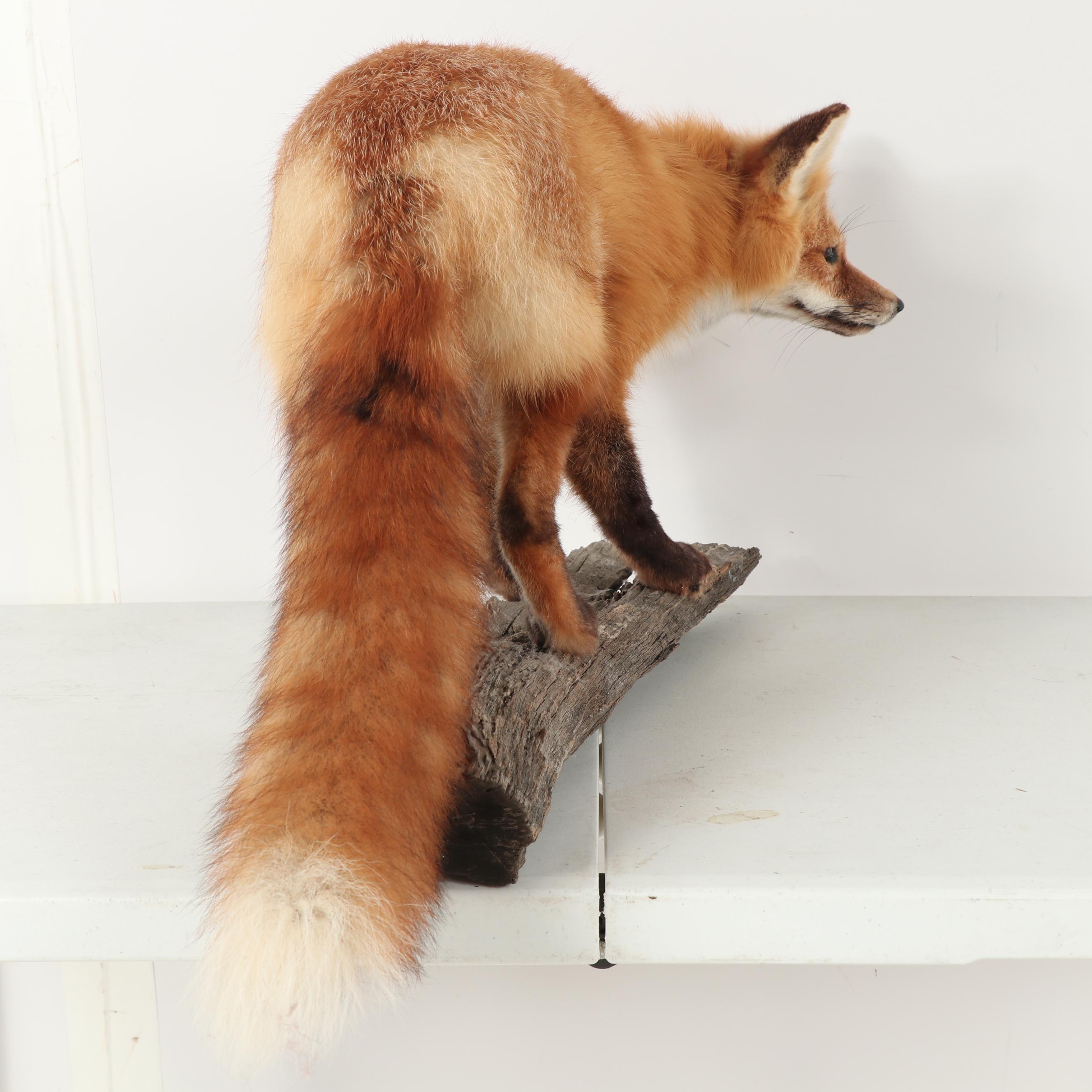 Red Fox Full Body Taxidermy Mount