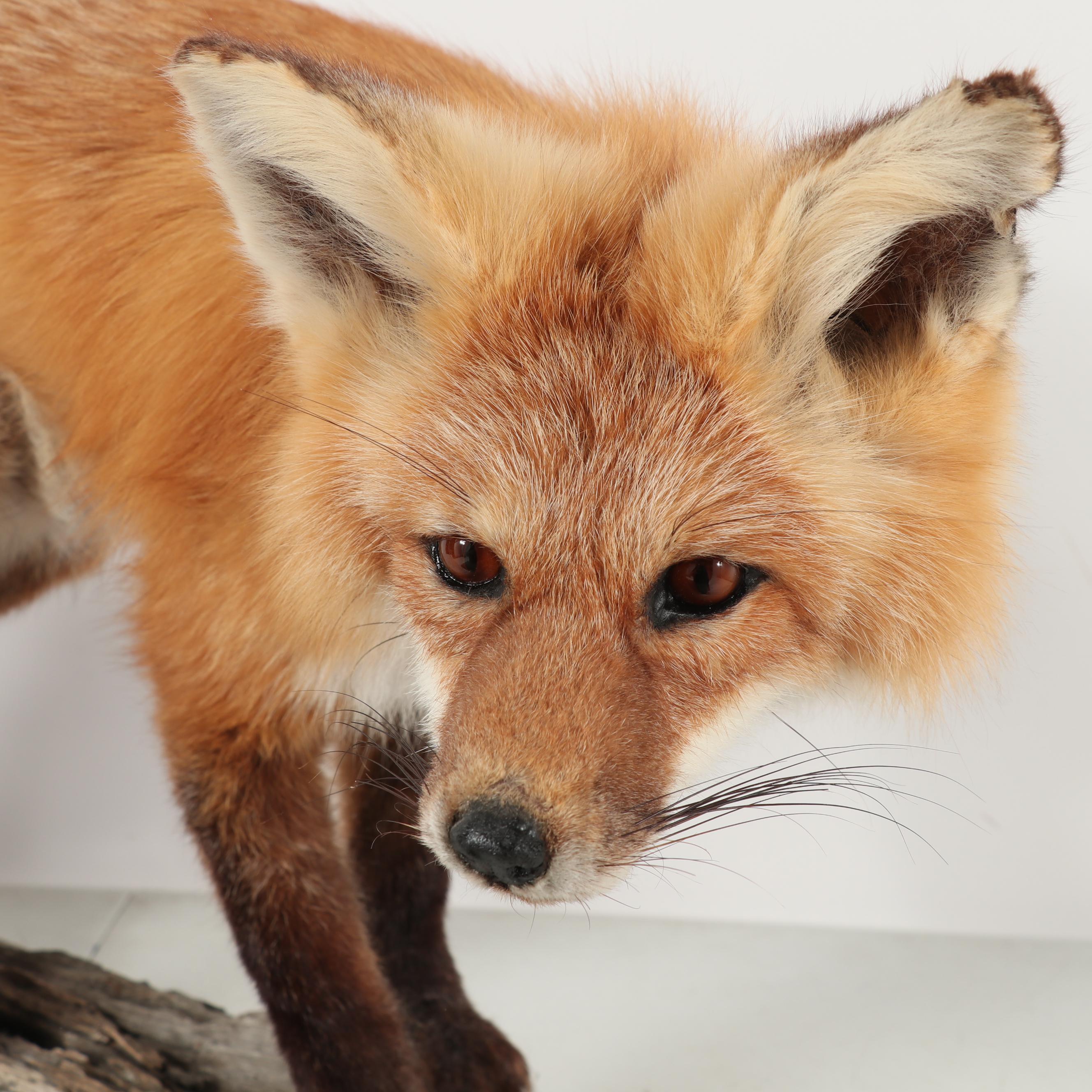 Red Fox Full Body Taxidermy Mount