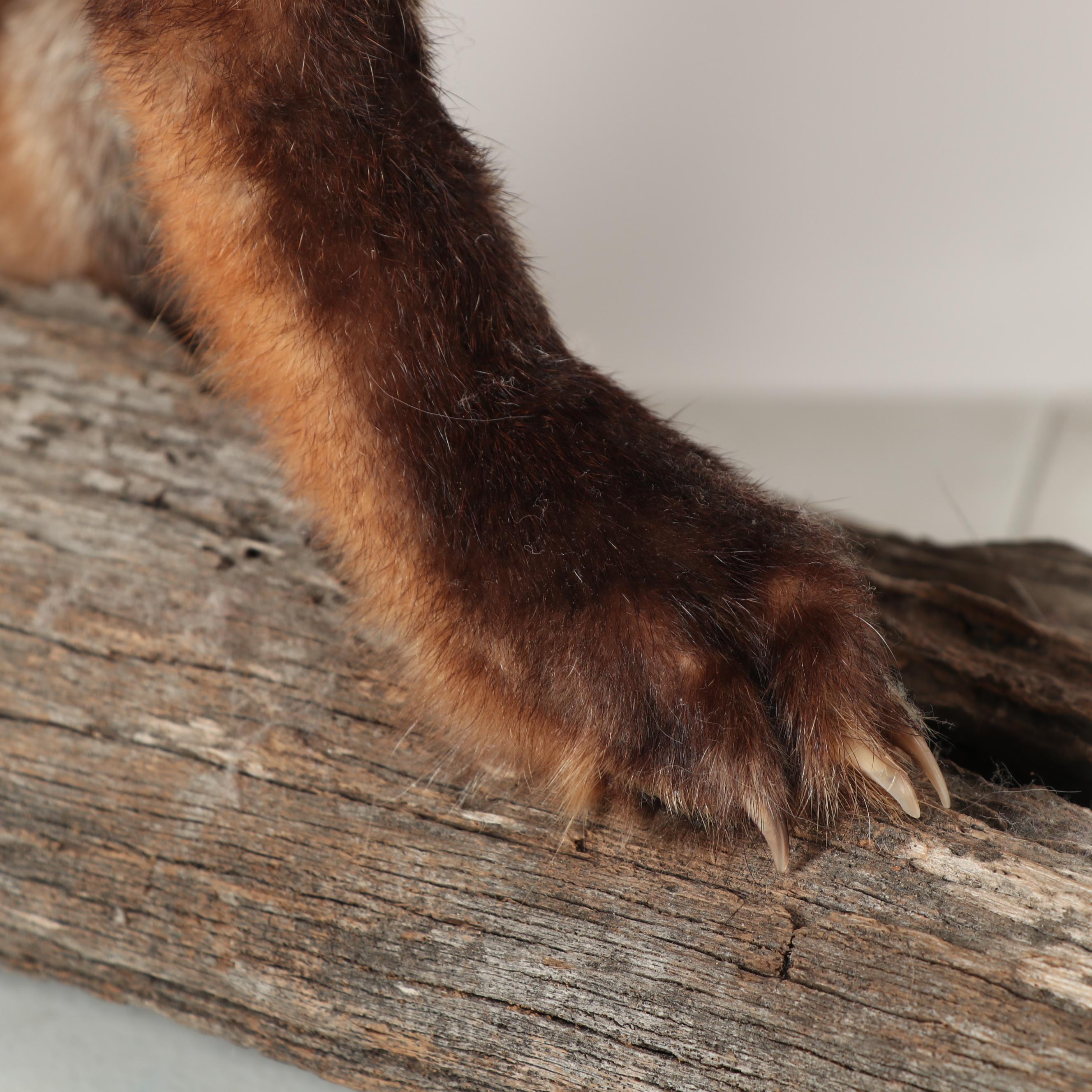 Red Fox Full Body Taxidermy Mount