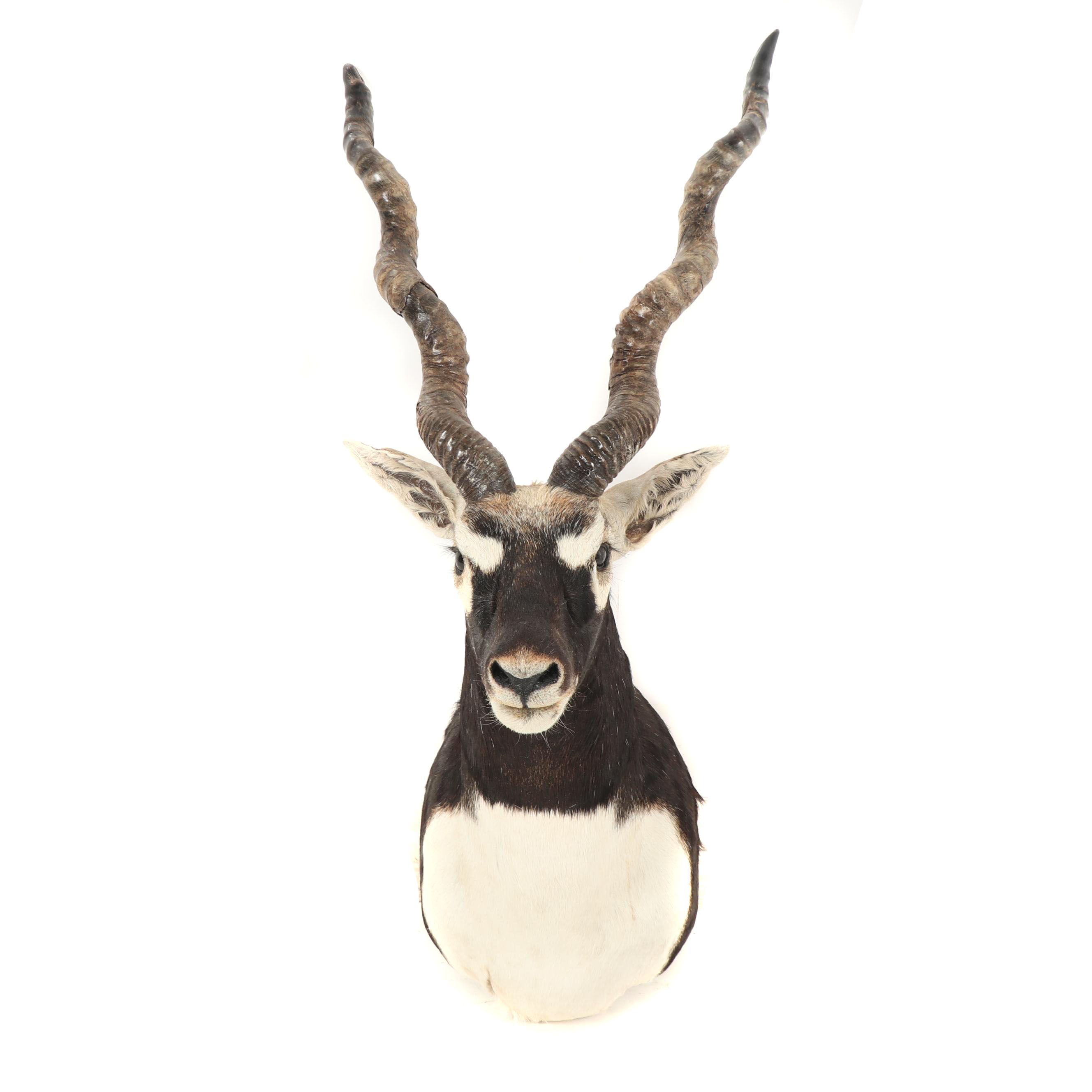 Blackbuck Antelope Taxidermy Shoulder Mount