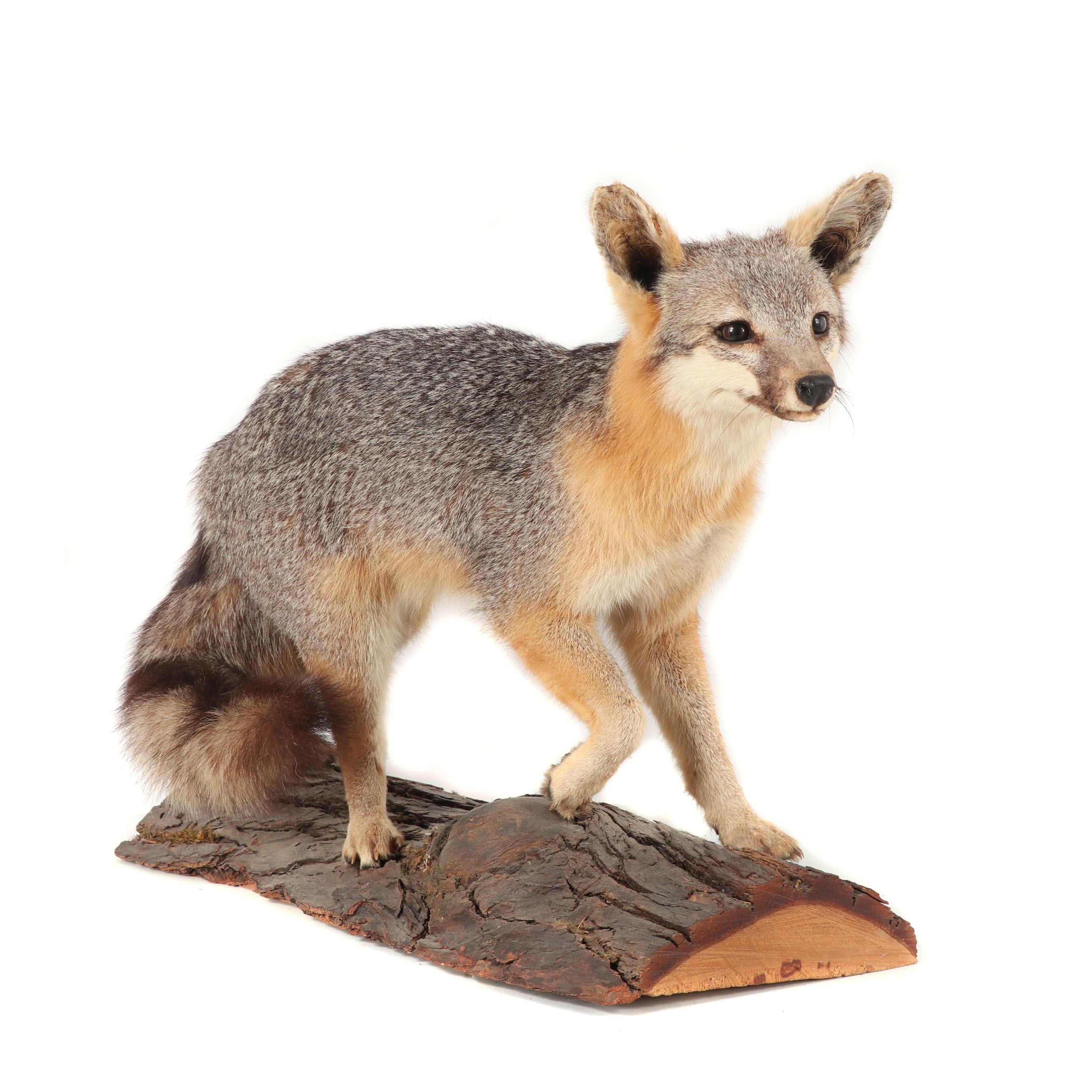 Grey Fox Full Body Taxidermy Mount