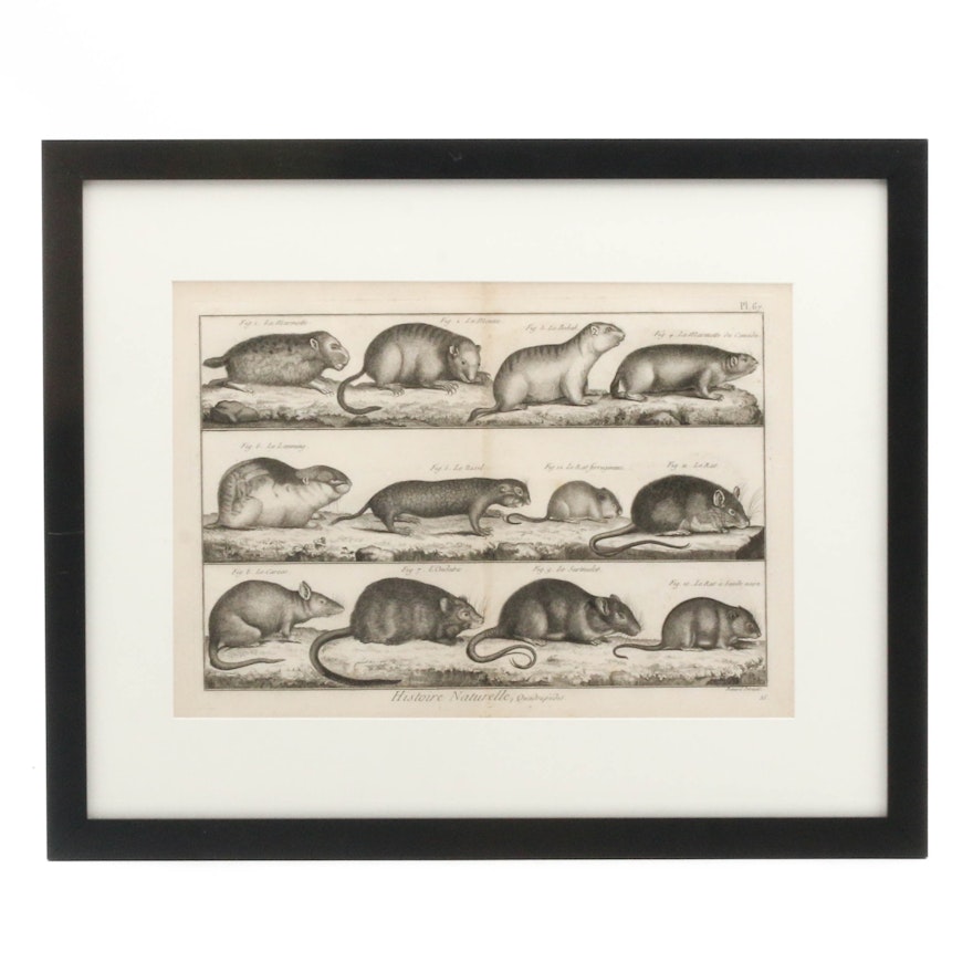 Engraving of Rodents from Denis Diderot's "L'Encyclopedie", circa 1760s