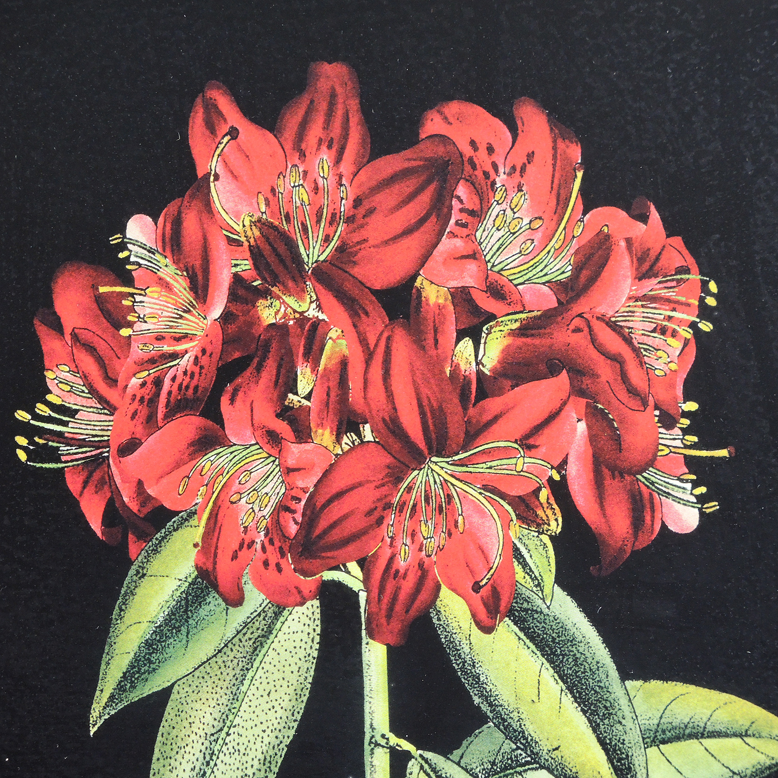 Floral Offset Lithographs