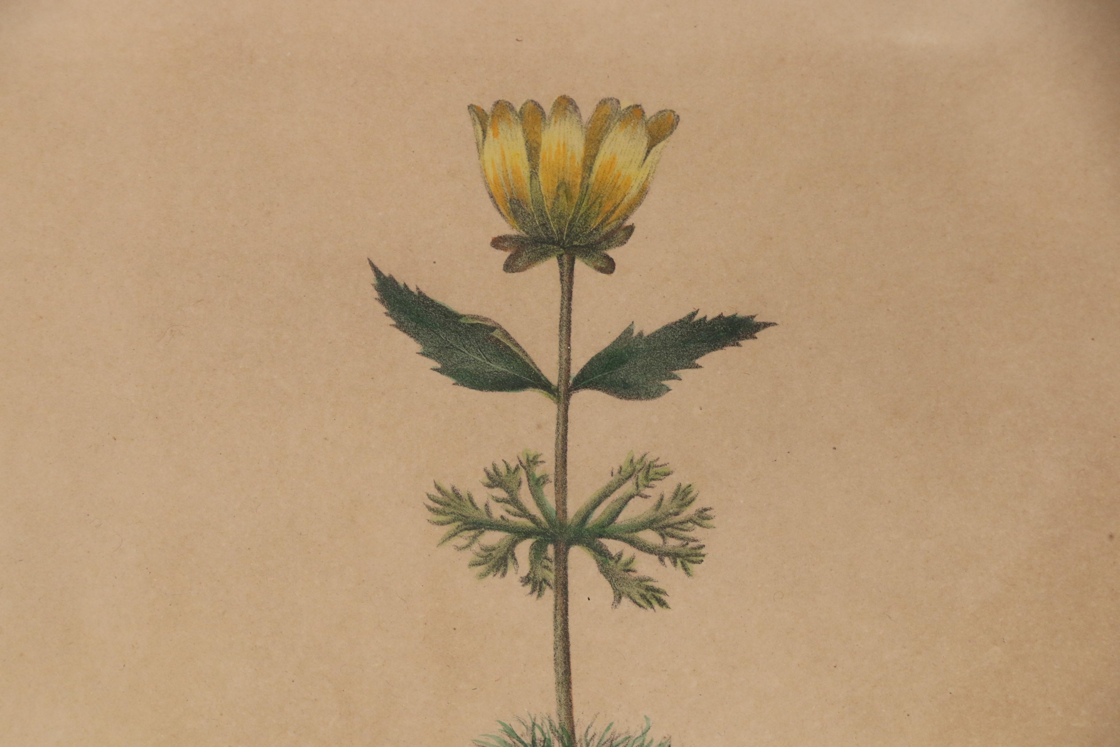 George Endicott Hand-Colored Lithograph "Bidens Beckii", 1843