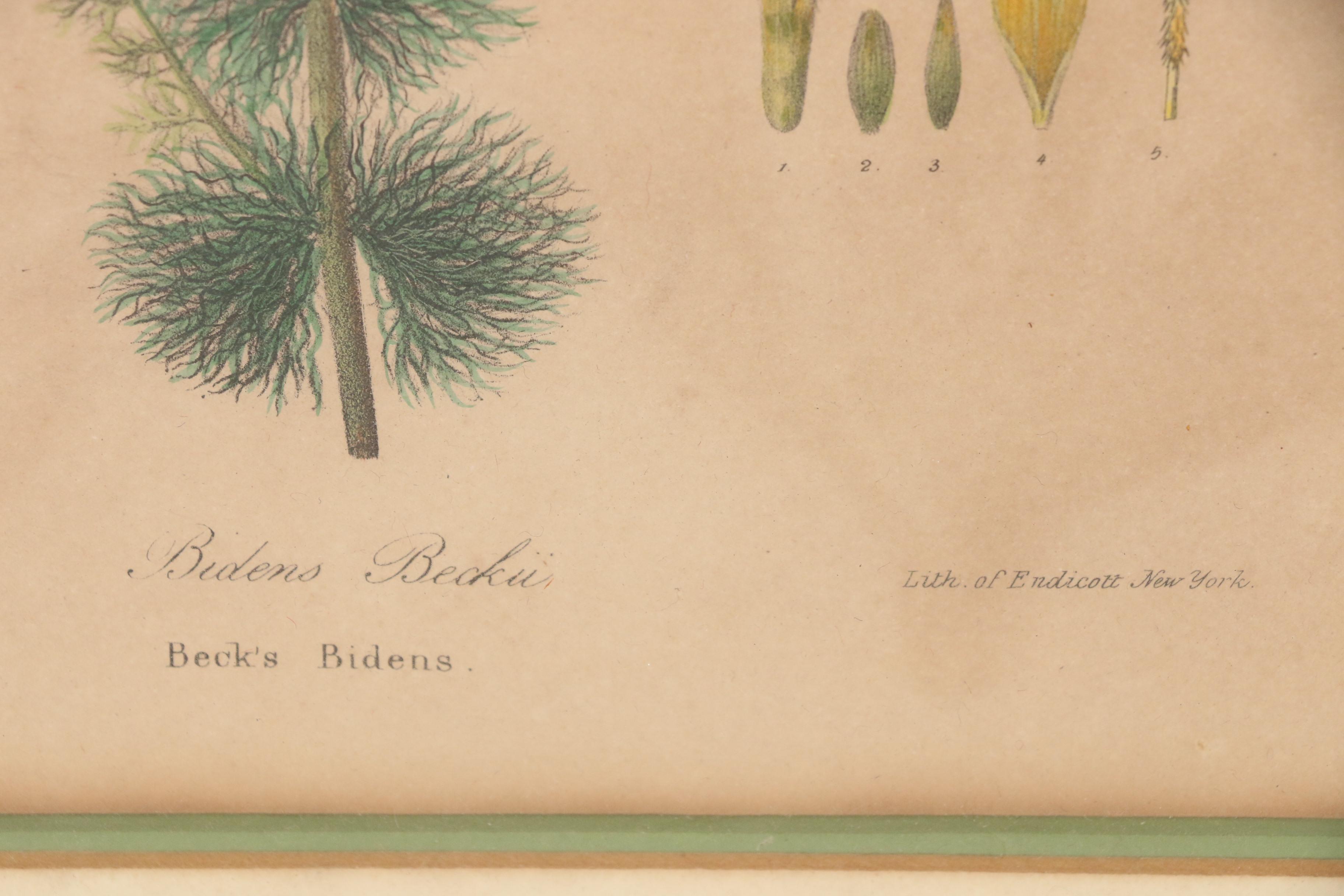 George Endicott Hand-Colored Lithograph "Bidens Beckii", 1843