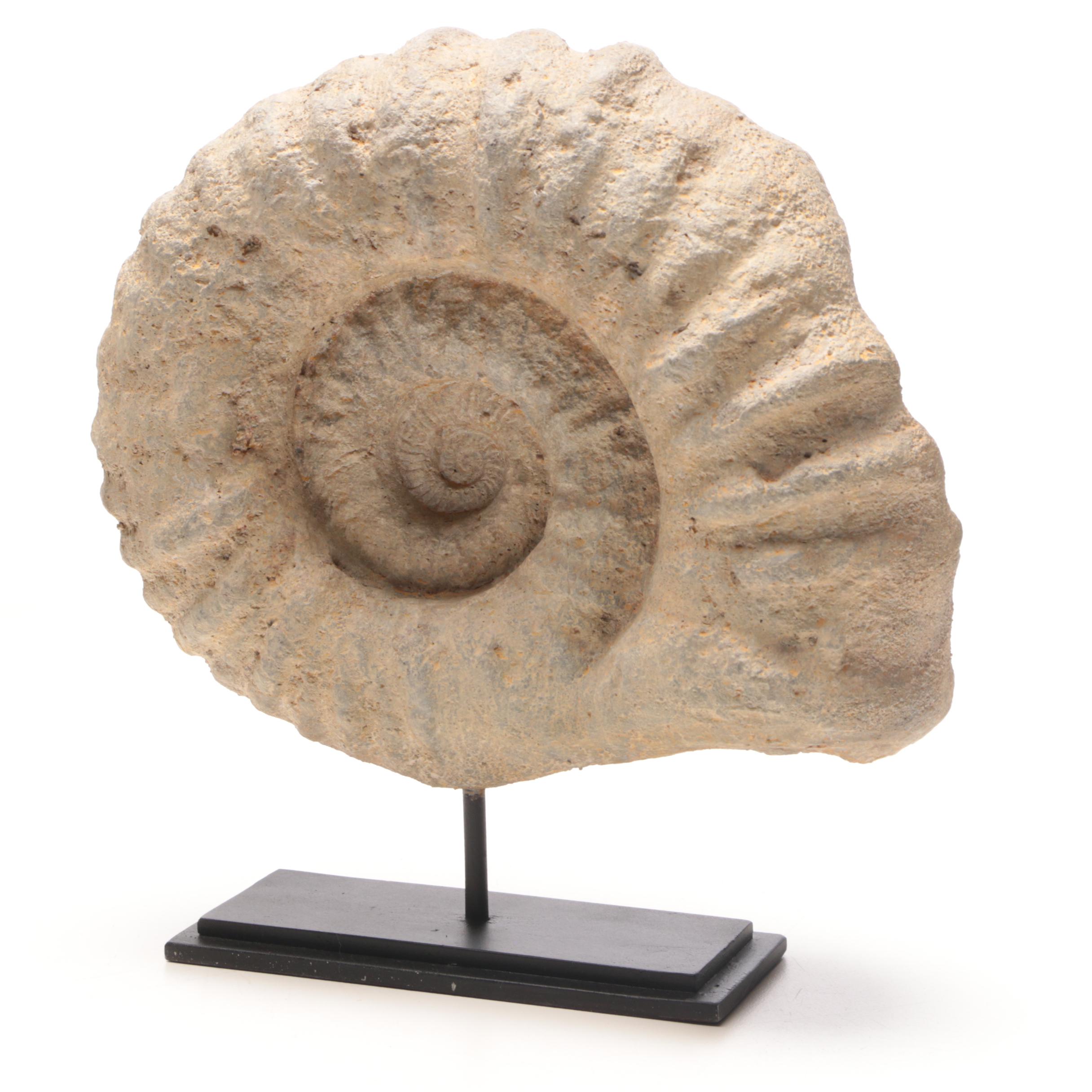 Reproduction Coiled Ammonite Specimen with Stand