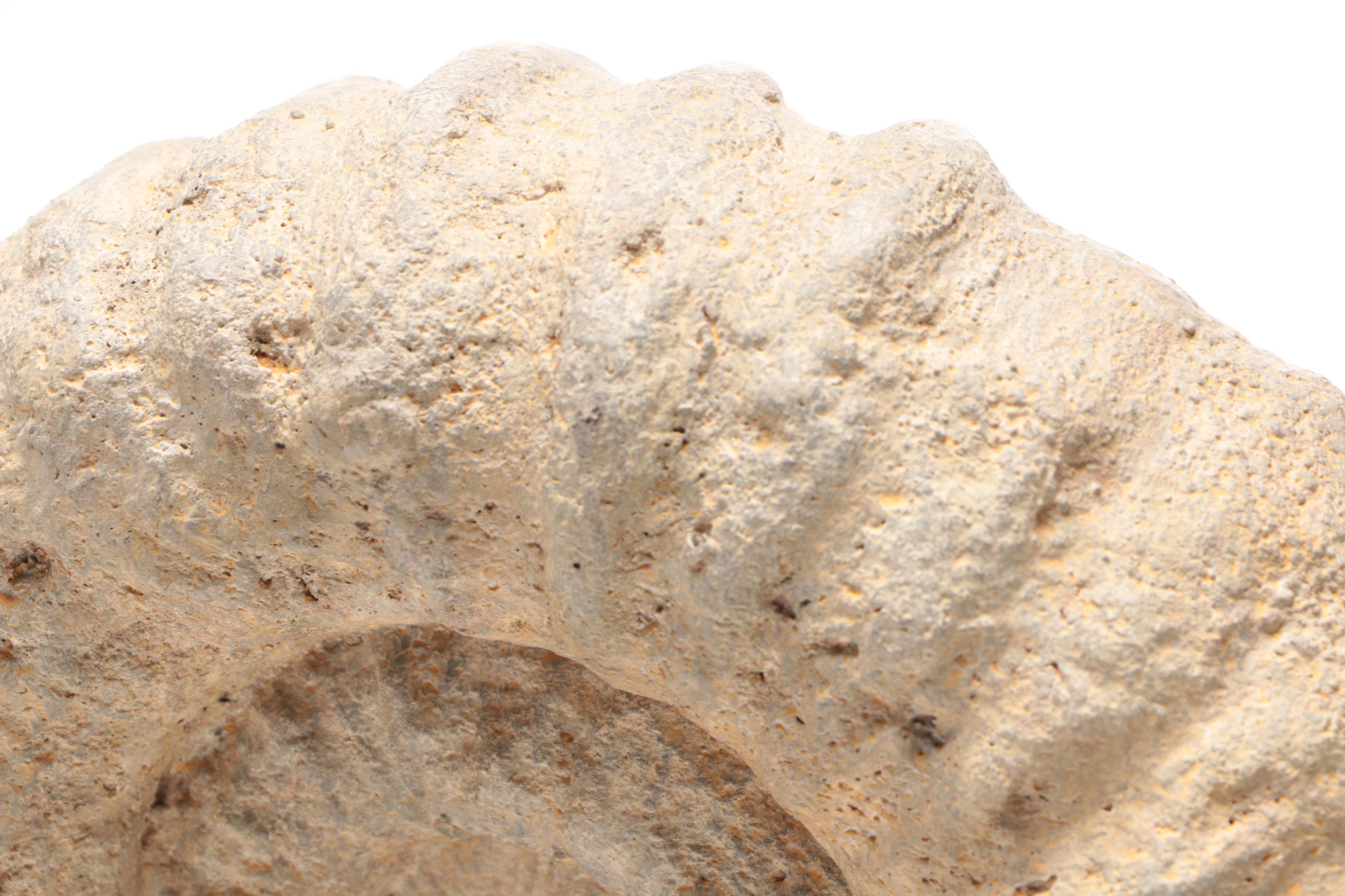 Reproduction Coiled Ammonite Specimen with Stand