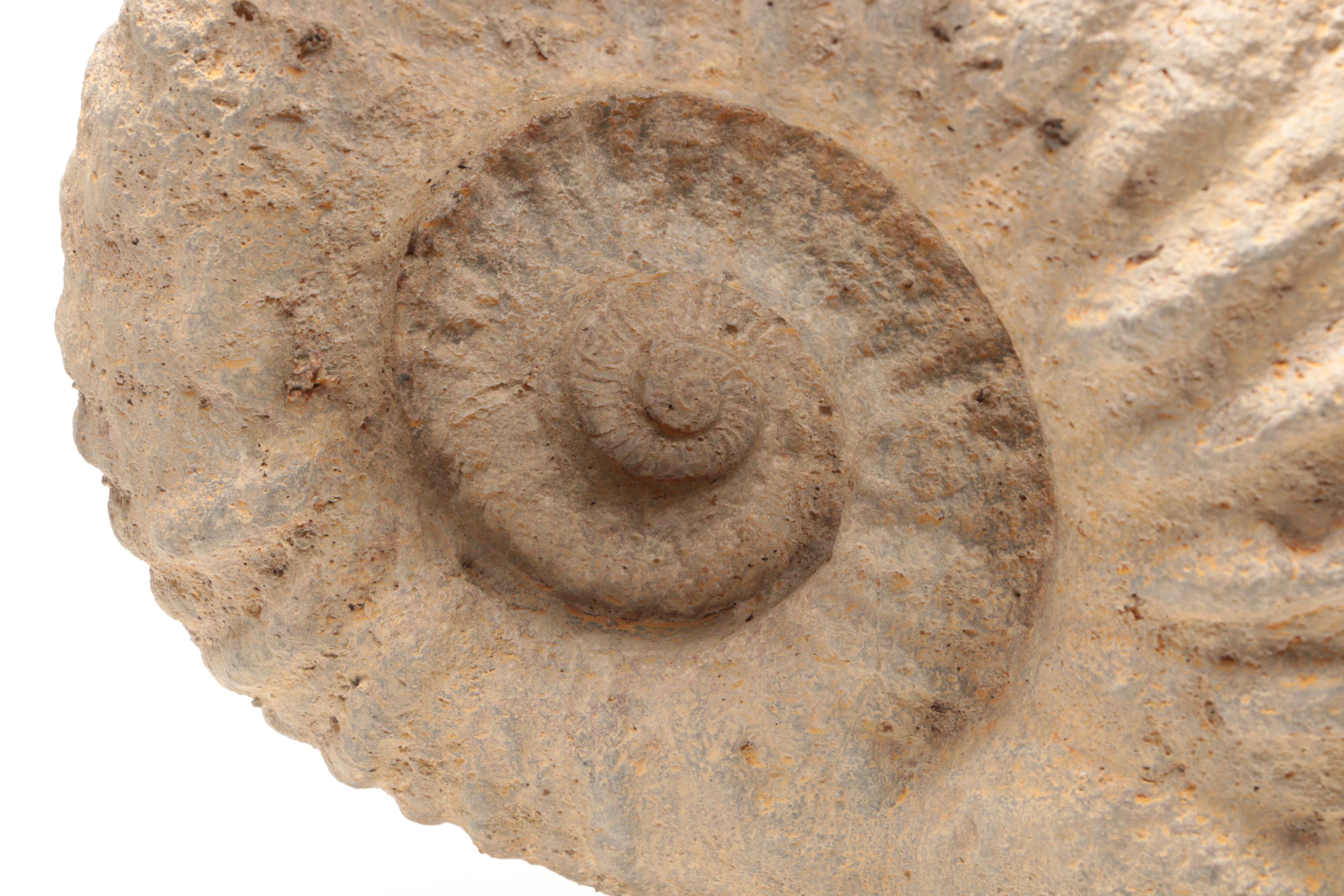Reproduction Coiled Ammonite Specimen with Stand