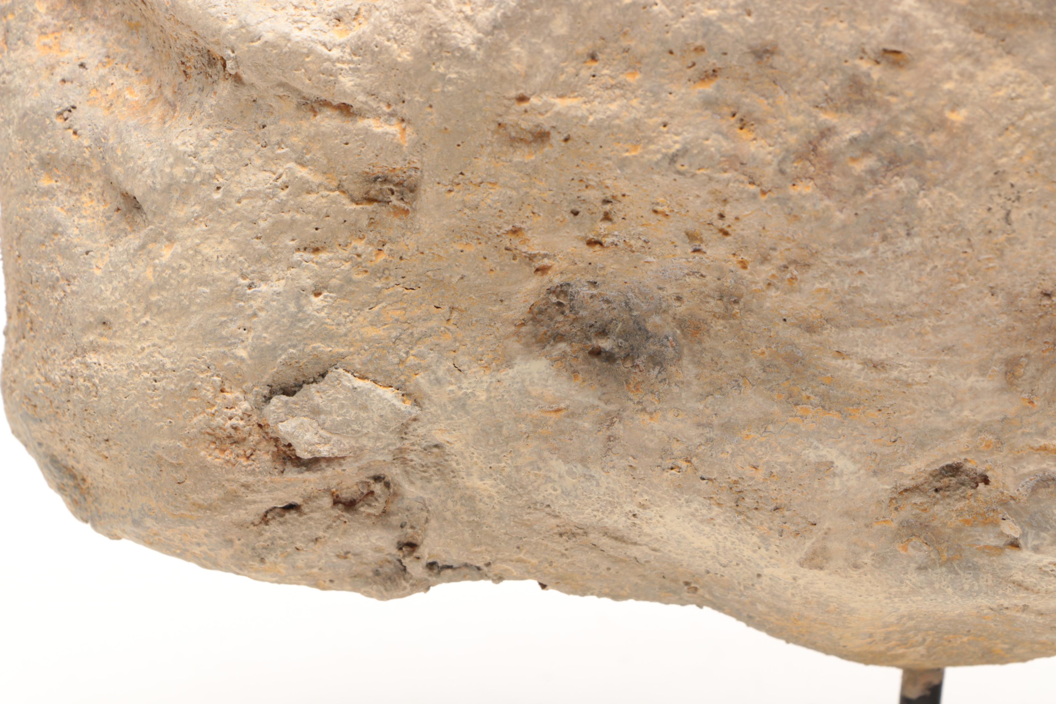 Reproduction Coiled Ammonite Specimen with Stand