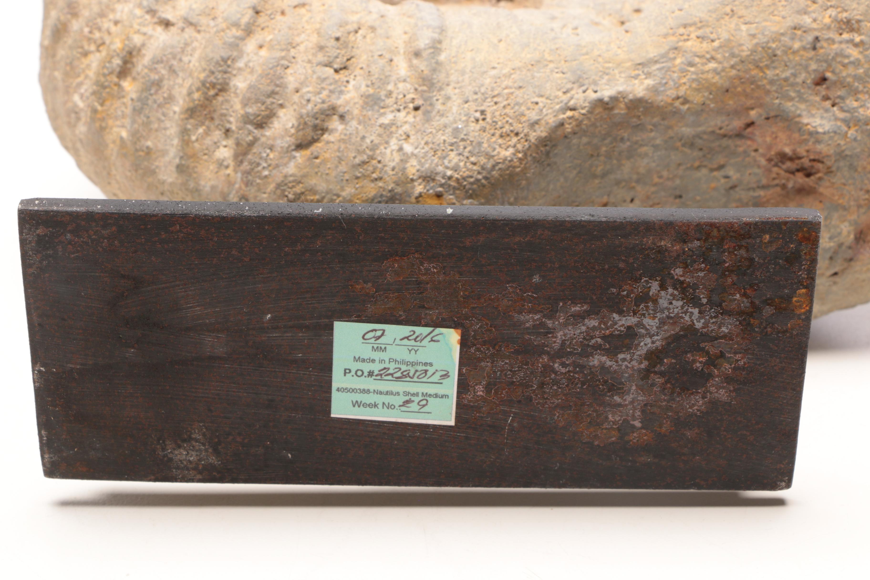 Reproduction Coiled Ammonite Specimen with Stand