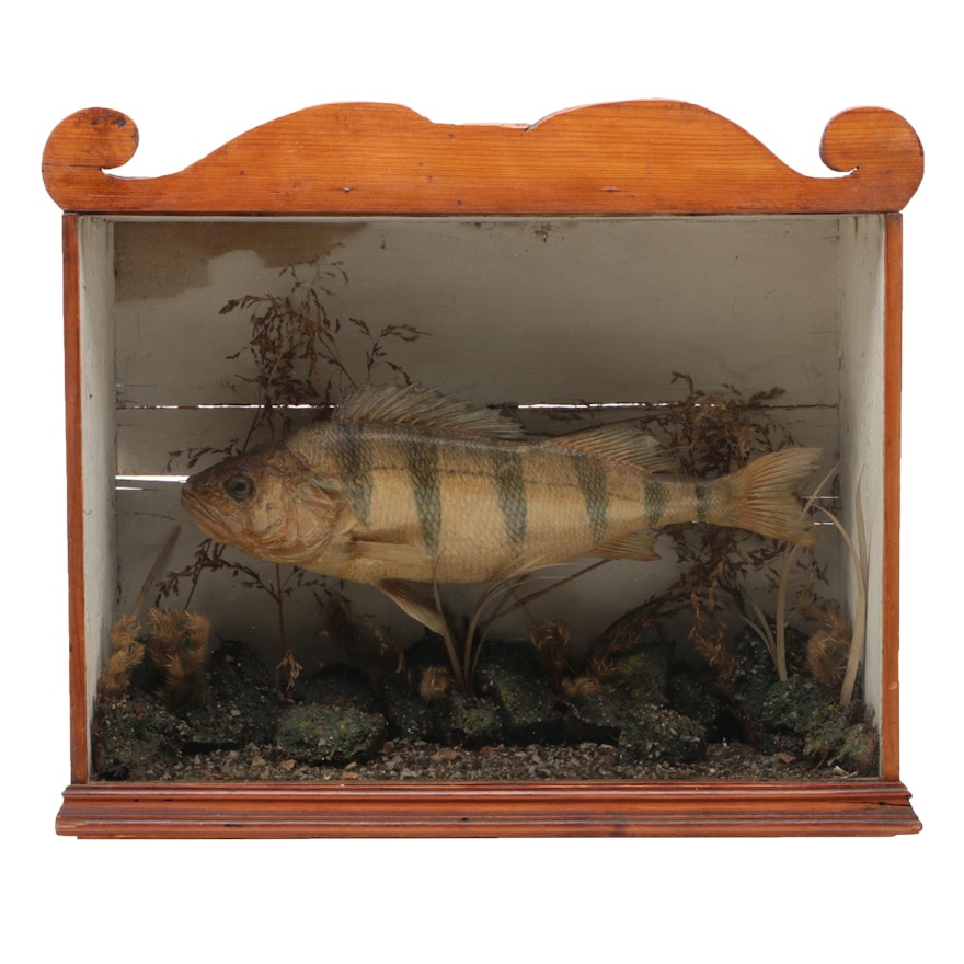 Mounted Golden Perch in Dovetailed Pine Case, 19th Century
