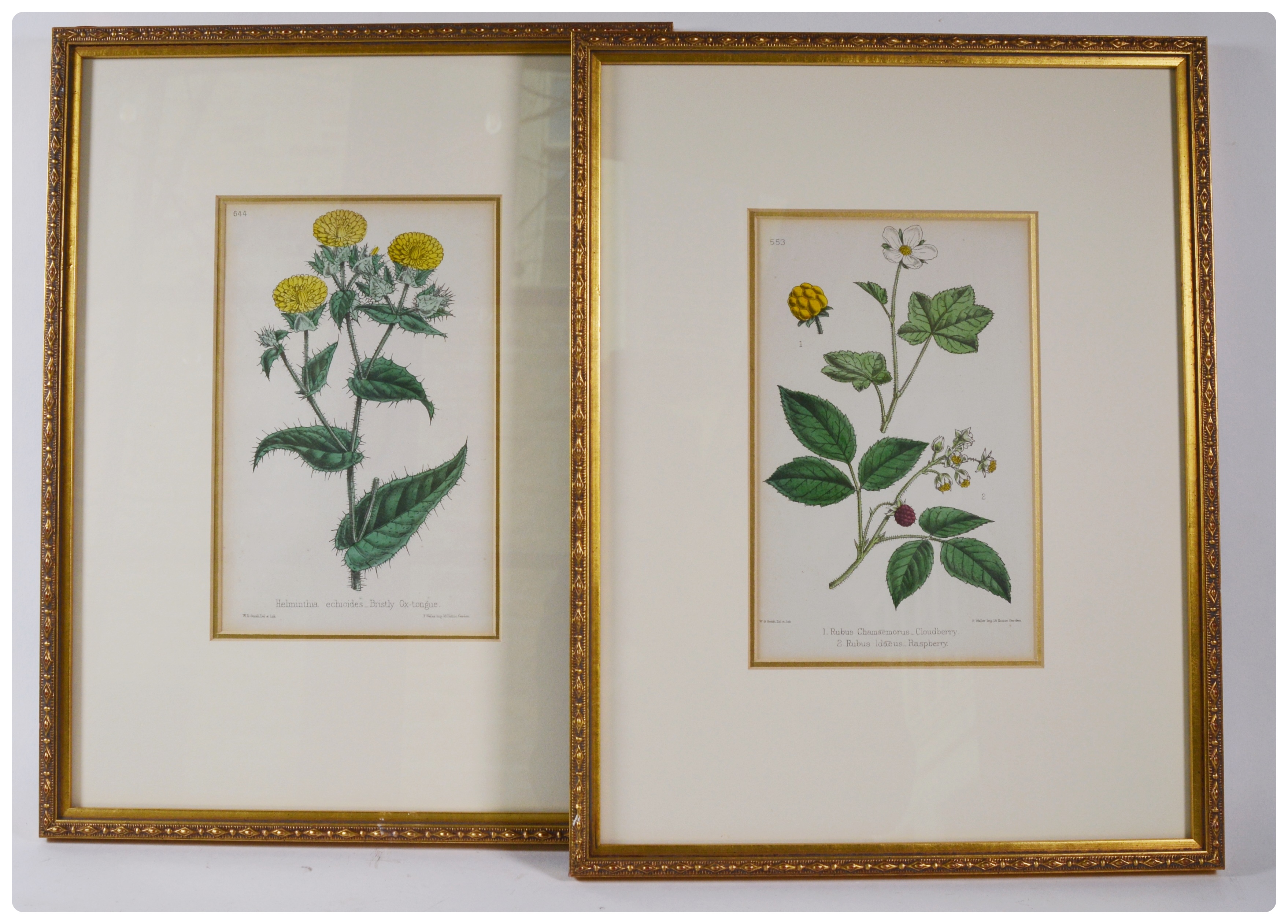 Botanical Colored Lithographs After W. G. Smith and F. Waller