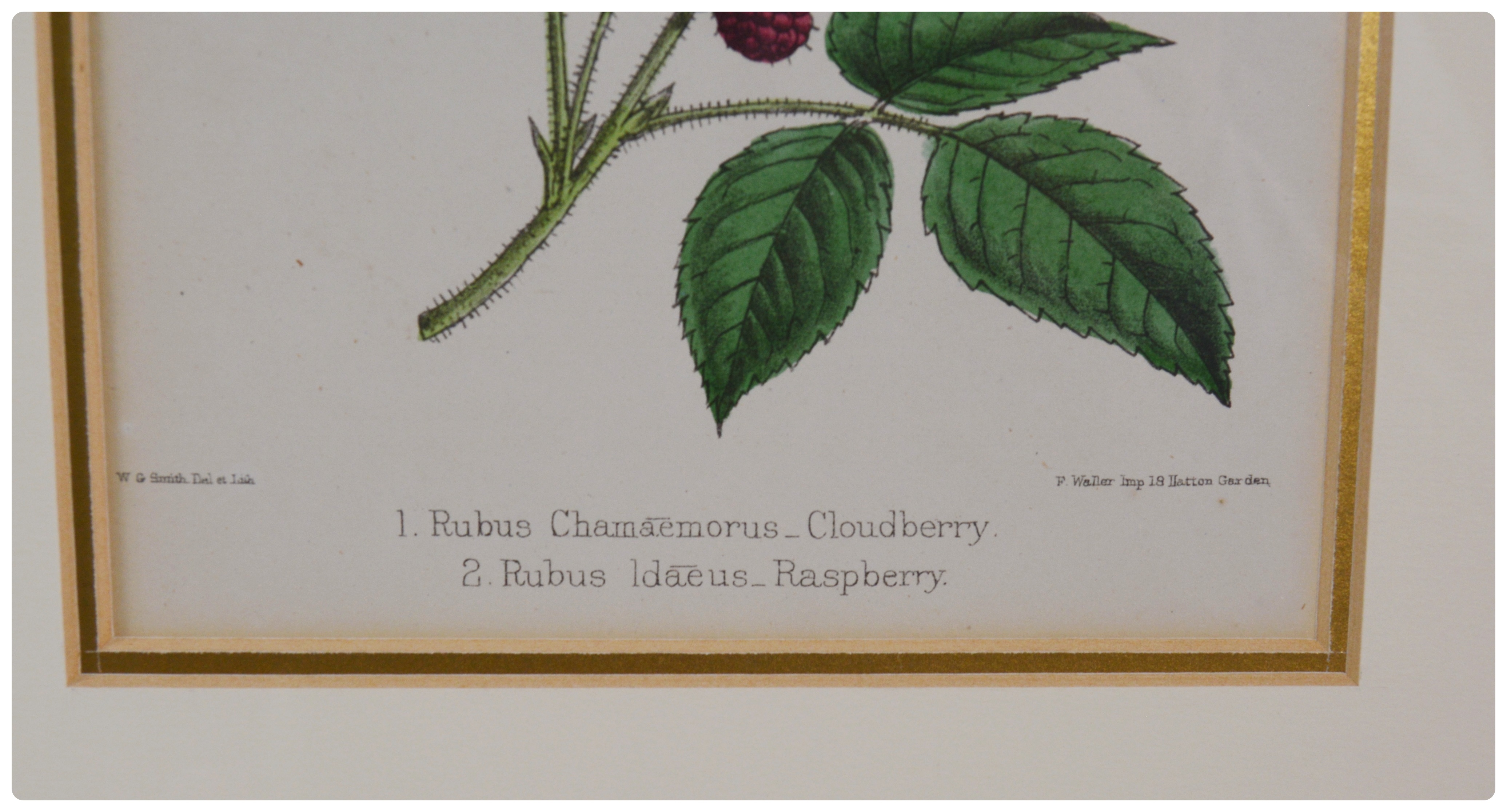 Botanical Colored Lithographs After W. G. Smith and F. Waller