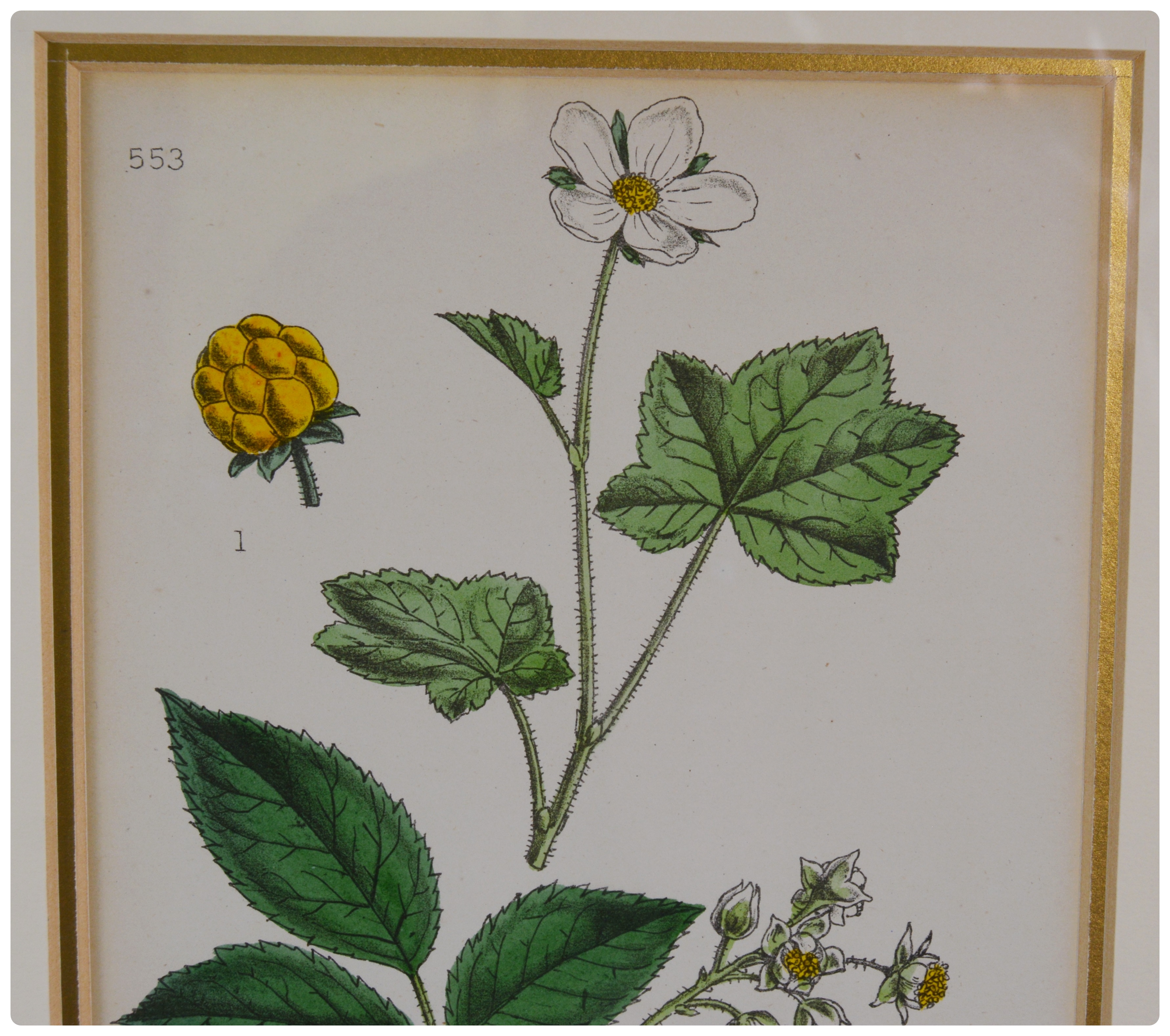 Botanical Colored Lithographs After W. G. Smith and F. Waller
