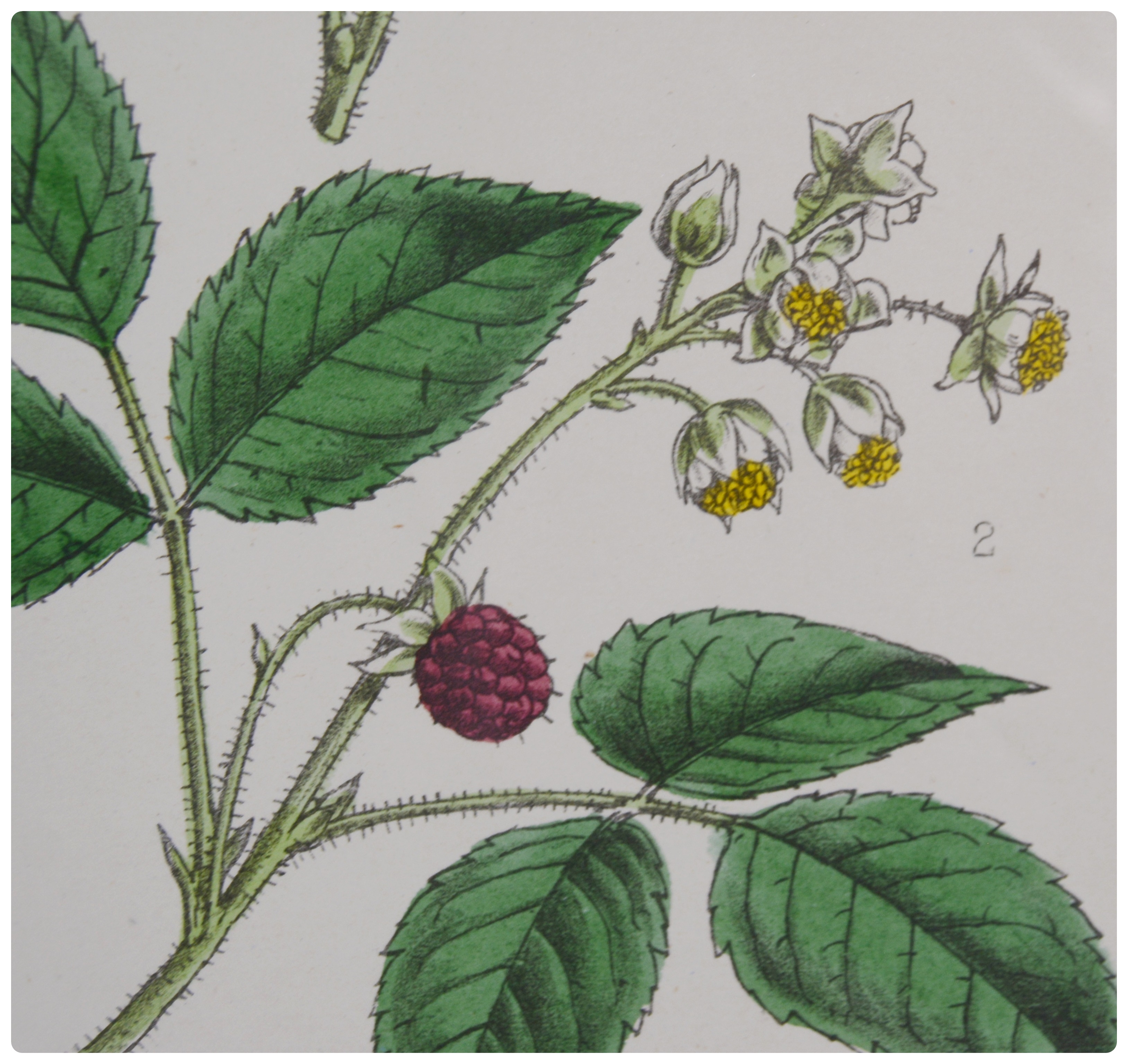 Botanical Colored Lithographs After W. G. Smith and F. Waller