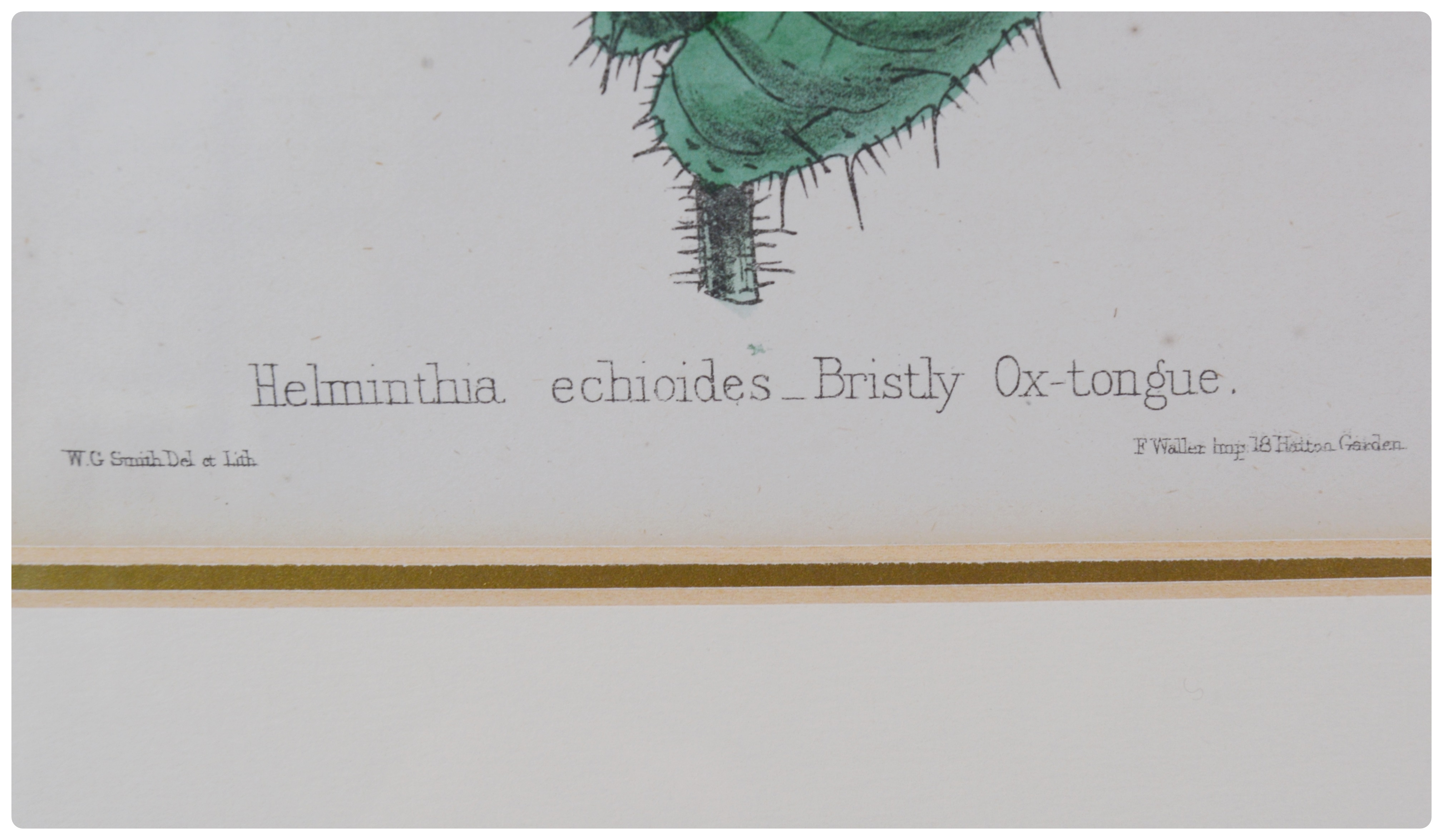 Botanical Colored Lithographs After W. G. Smith and F. Waller