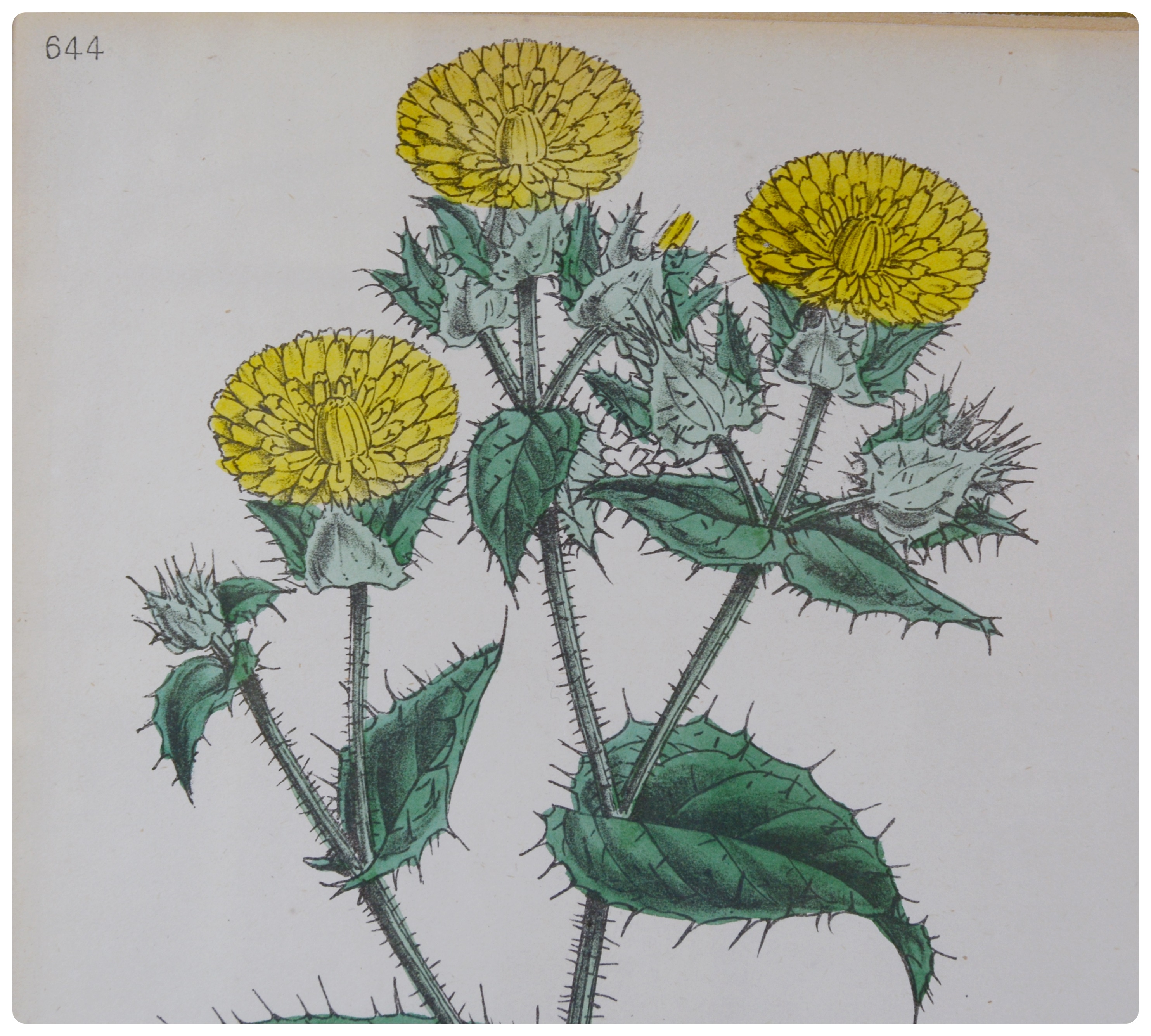 Botanical Colored Lithographs After W. G. Smith and F. Waller