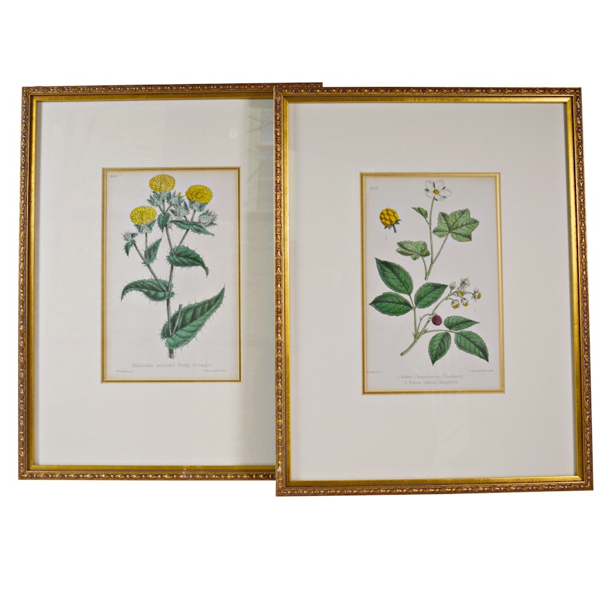 Botanical Colored Lithographs After W. G. Smith and F. Waller