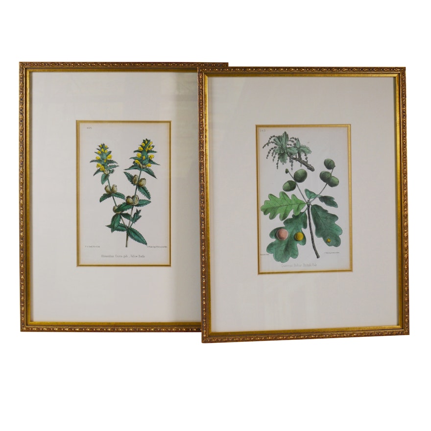 Botanical Colored Lithographs After W. G. Smith and F. Waller