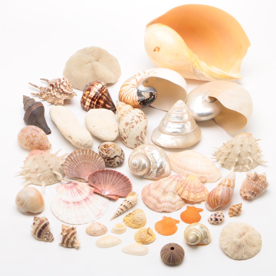 Sea Shell Collection including Nautilus Shells and Coral