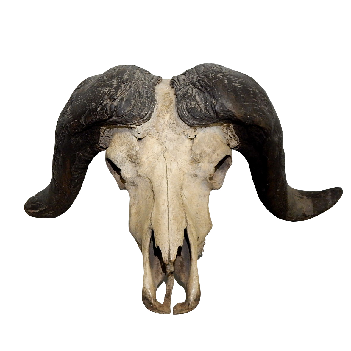 African Cape Buffalo Skull and Horns
