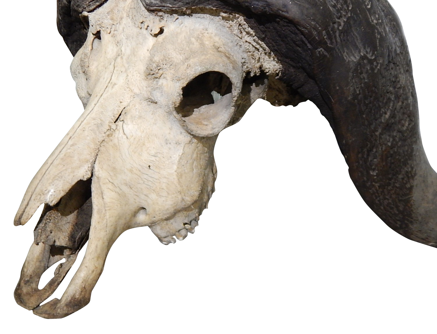 African Cape Buffalo Skull and Horns