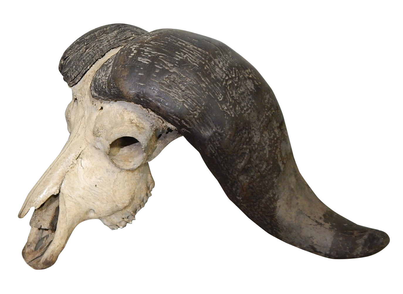 African Cape Buffalo Skull and Horns