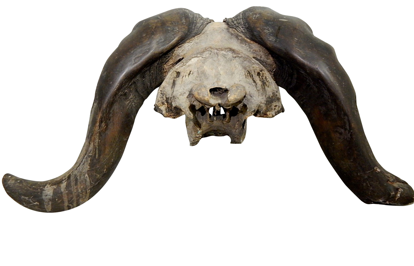 African Cape Buffalo Skull and Horns