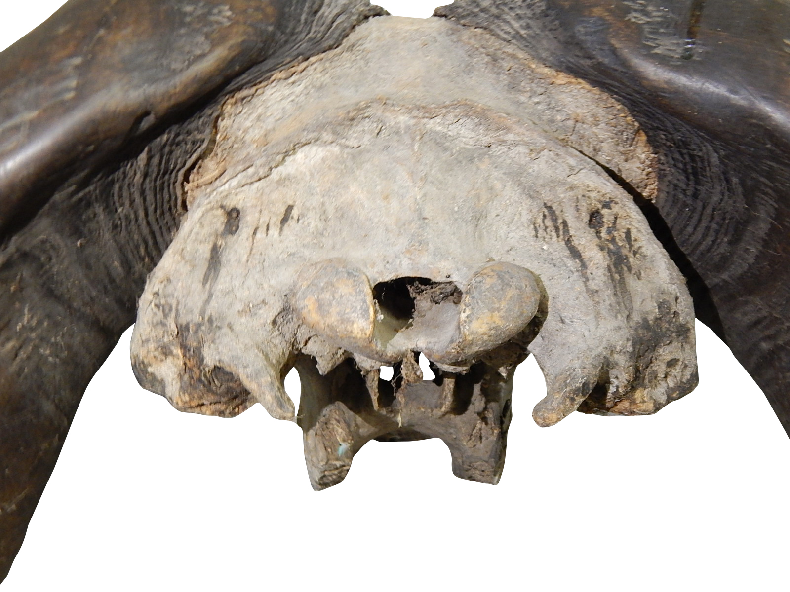 African Cape Buffalo Skull and Horns