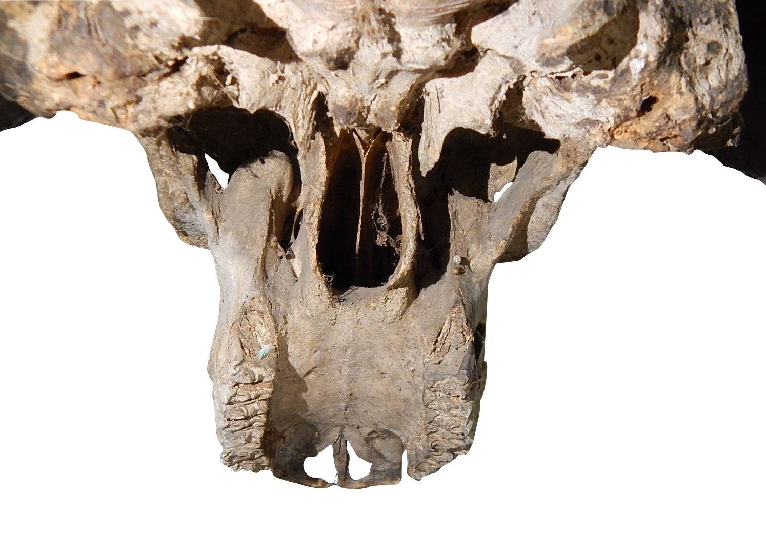 African Cape Buffalo Skull and Horns