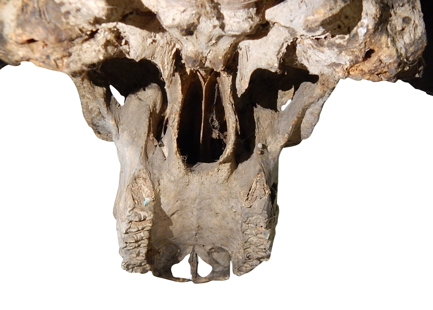African Cape Buffalo Skull and Horns
