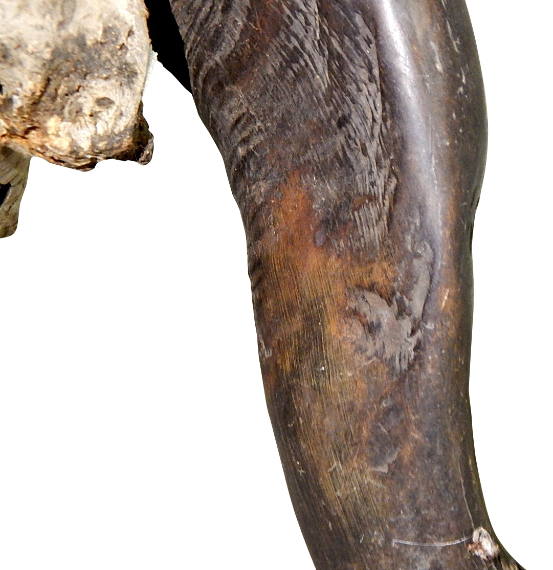 African Cape Buffalo Skull and Horns