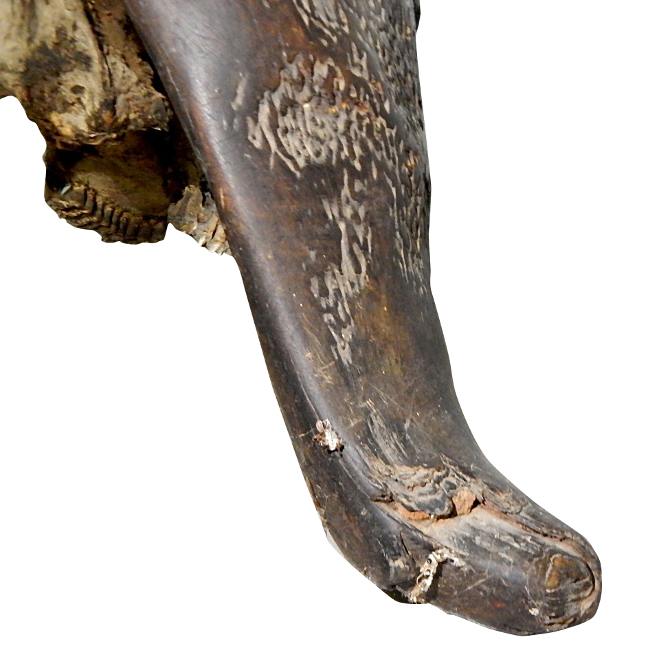 African Cape Buffalo Skull and Horns