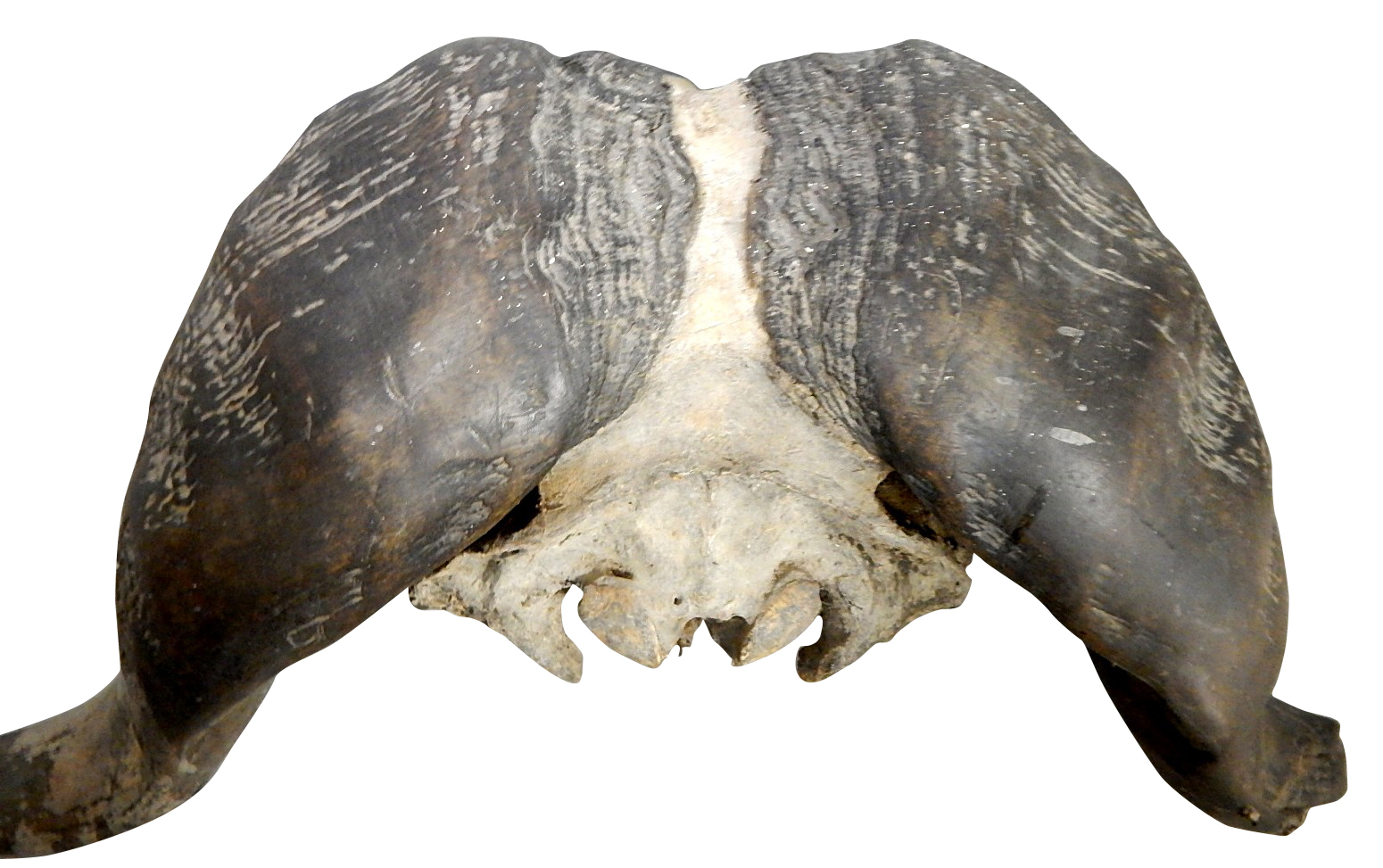 African Cape Buffalo Skull and Horns