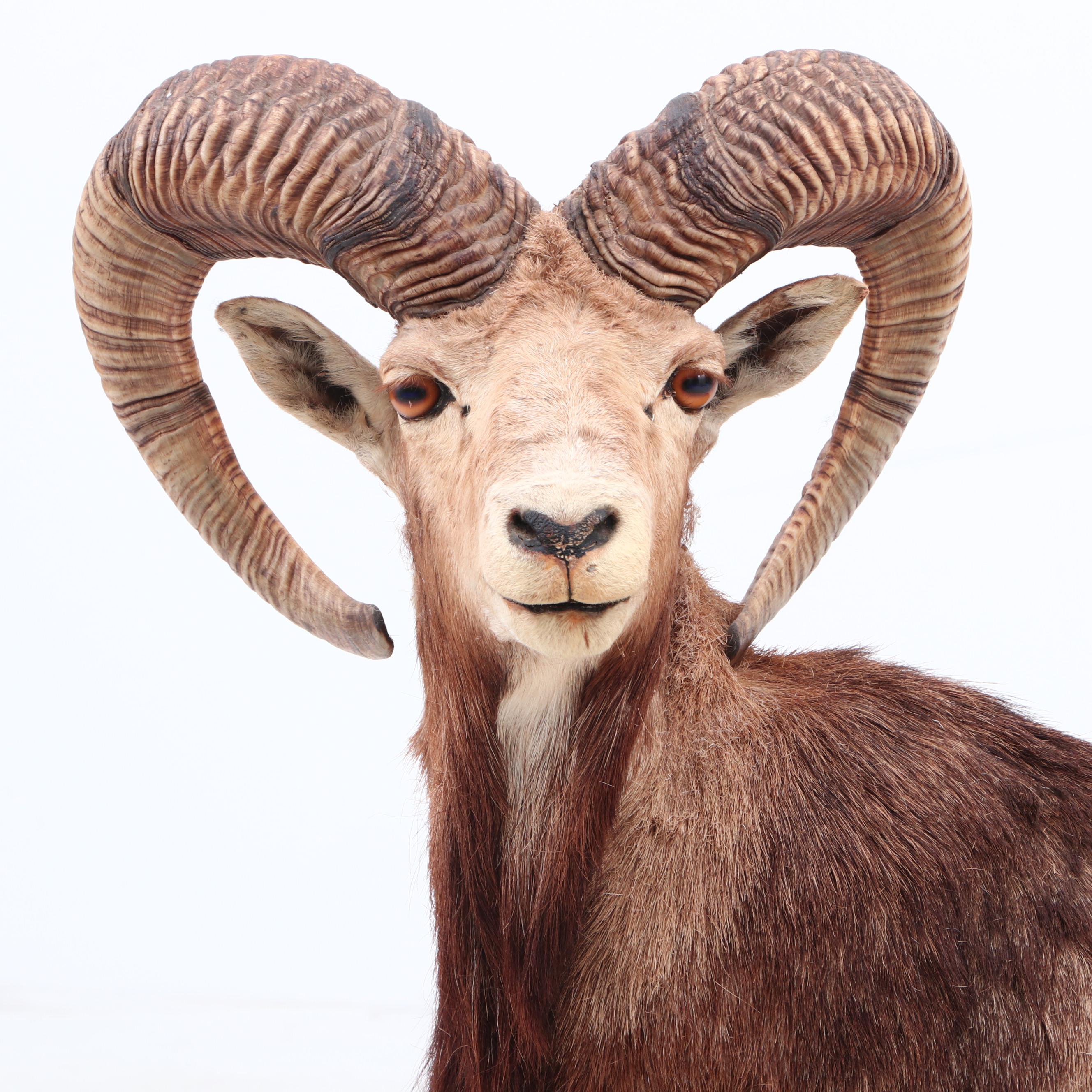 Big Horn Sheep Full Body Taxidermy