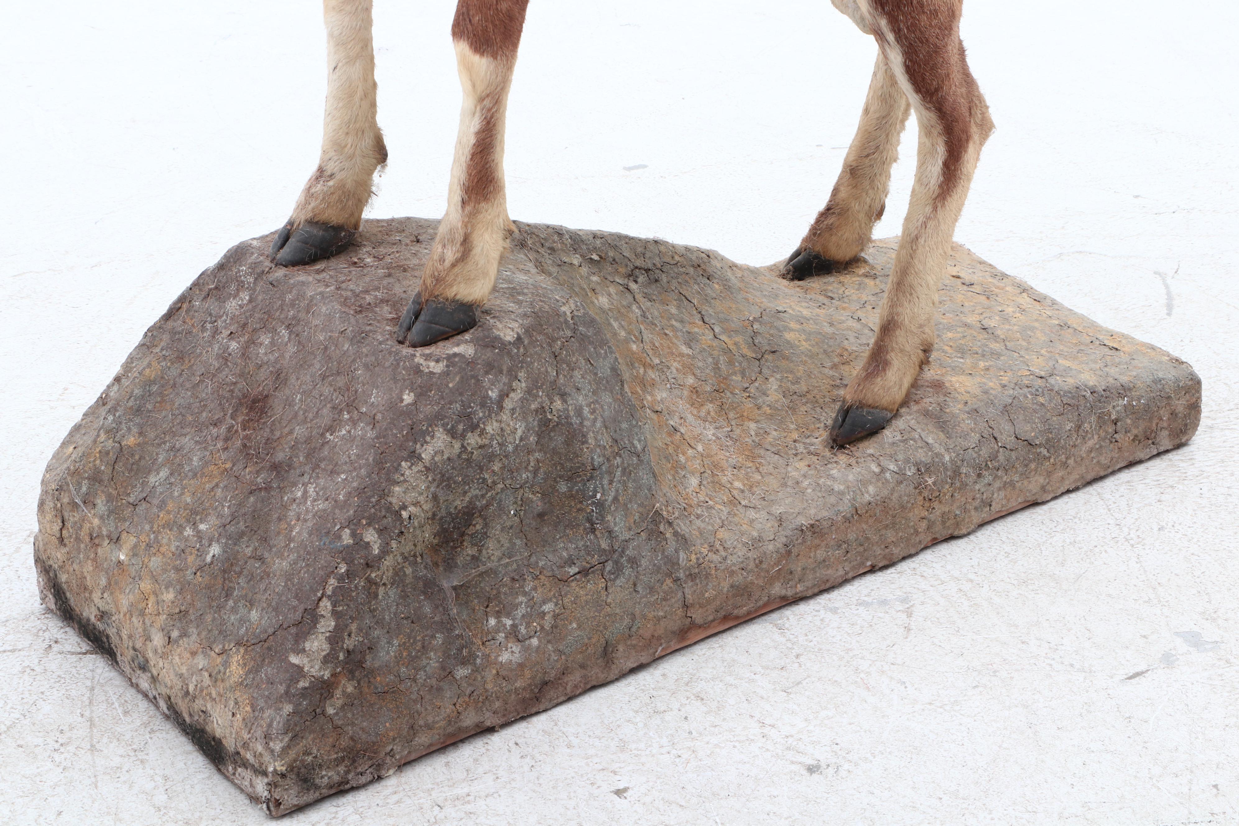 Big Horn Sheep Full Body Taxidermy