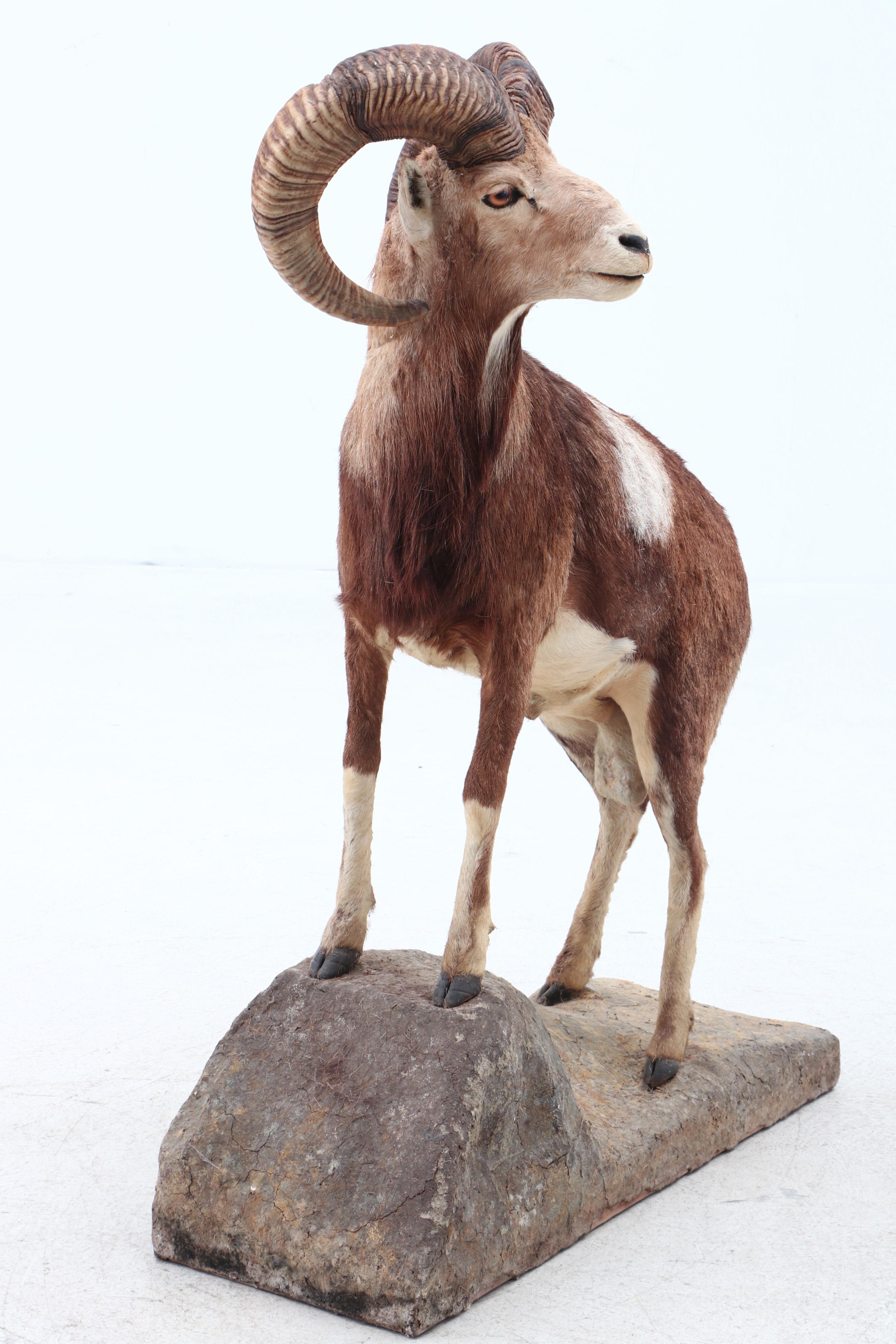 Big Horn Sheep Full Body Taxidermy