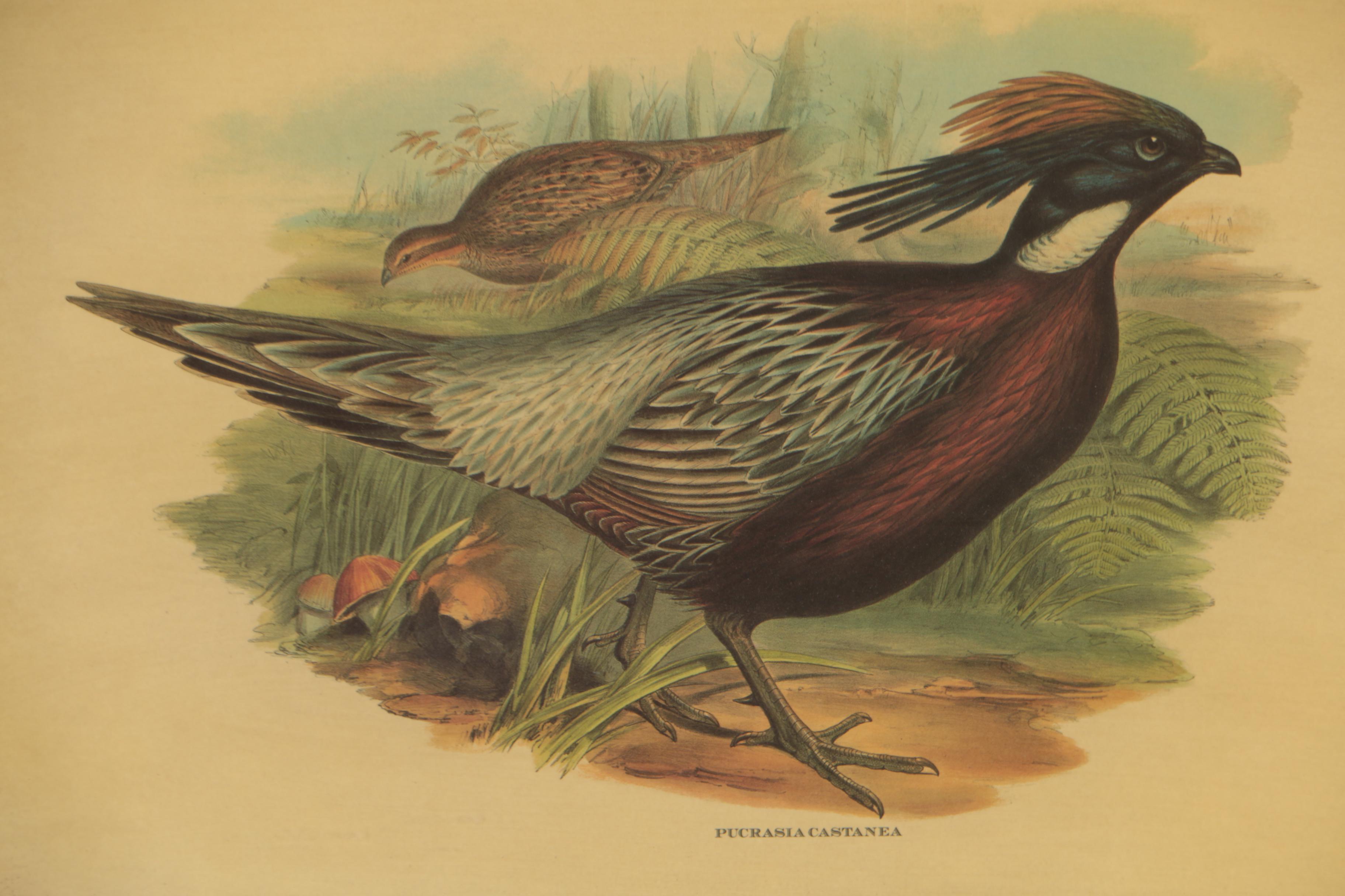 Offset Lithograph after John Gould and H.C. Richter "Pucrasia Castanea"