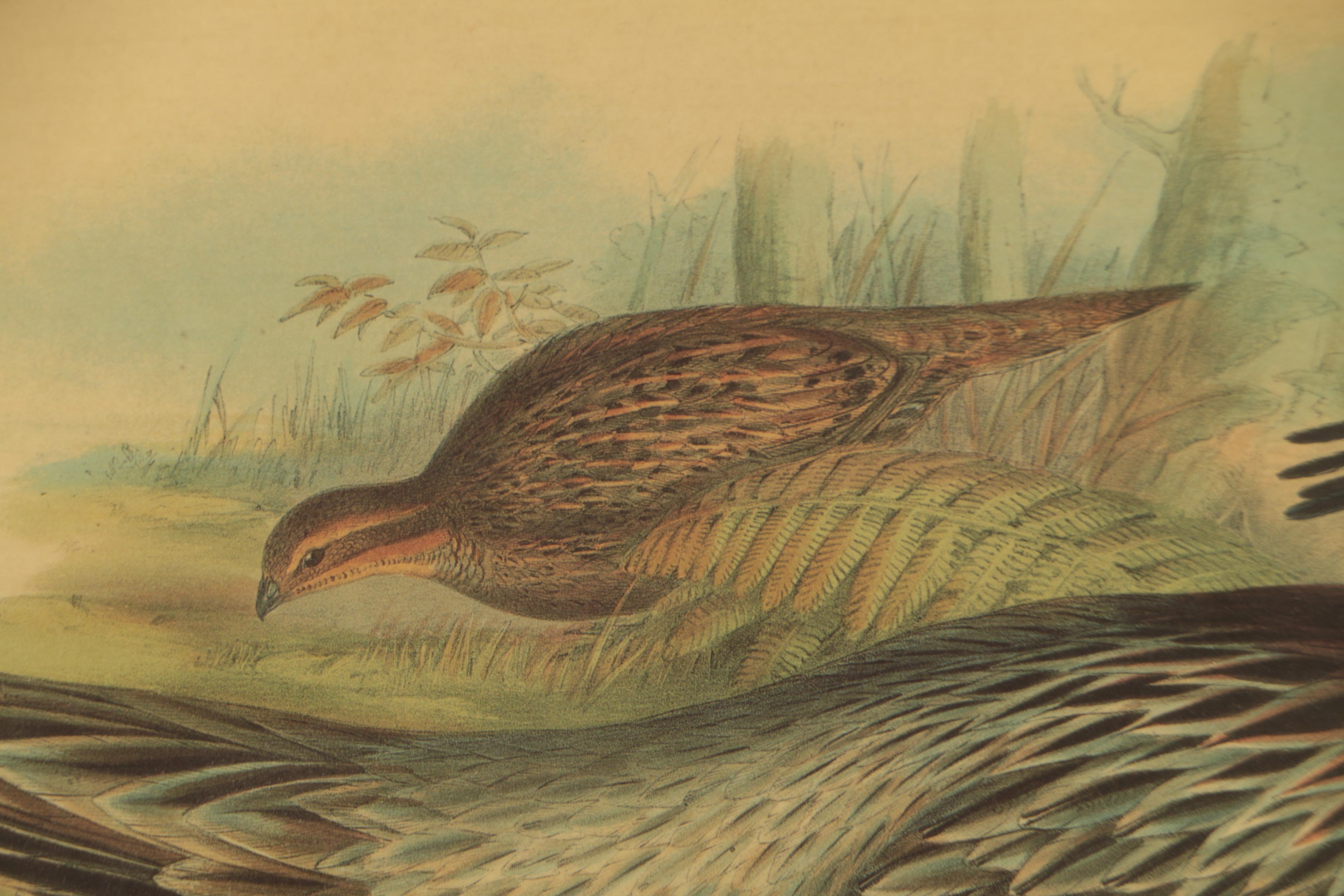 Offset Lithograph after John Gould and H.C. Richter "Pucrasia Castanea"