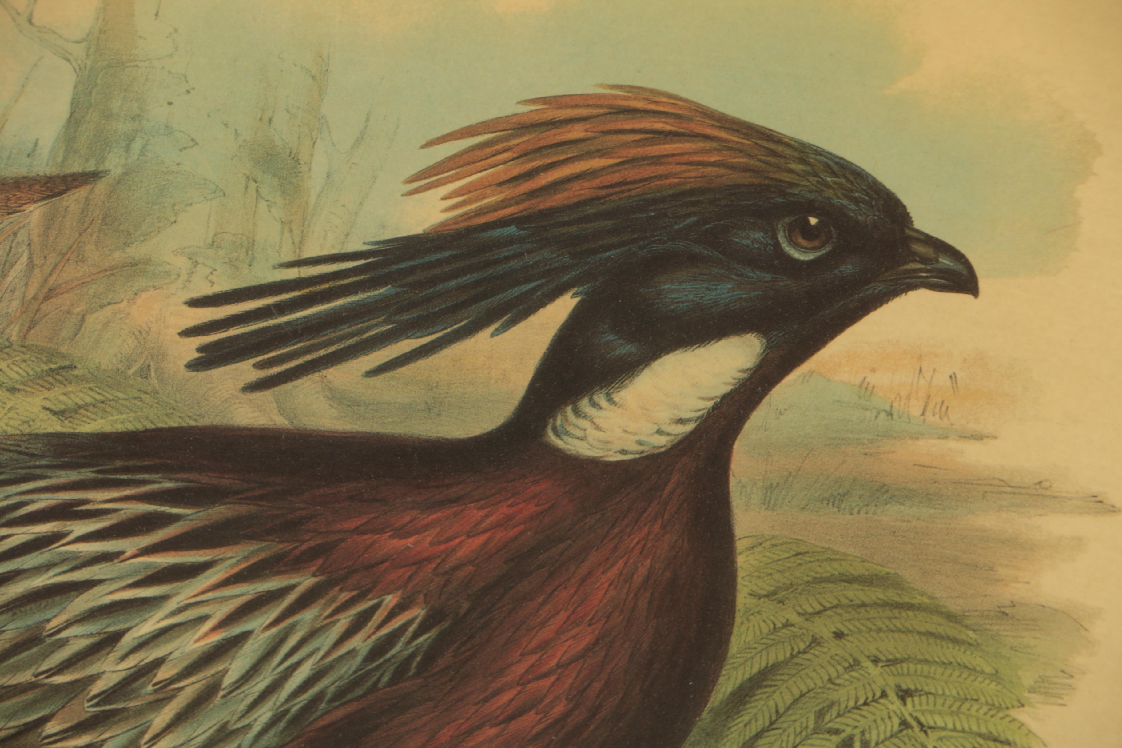 Offset Lithograph after John Gould and H.C. Richter "Pucrasia Castanea"