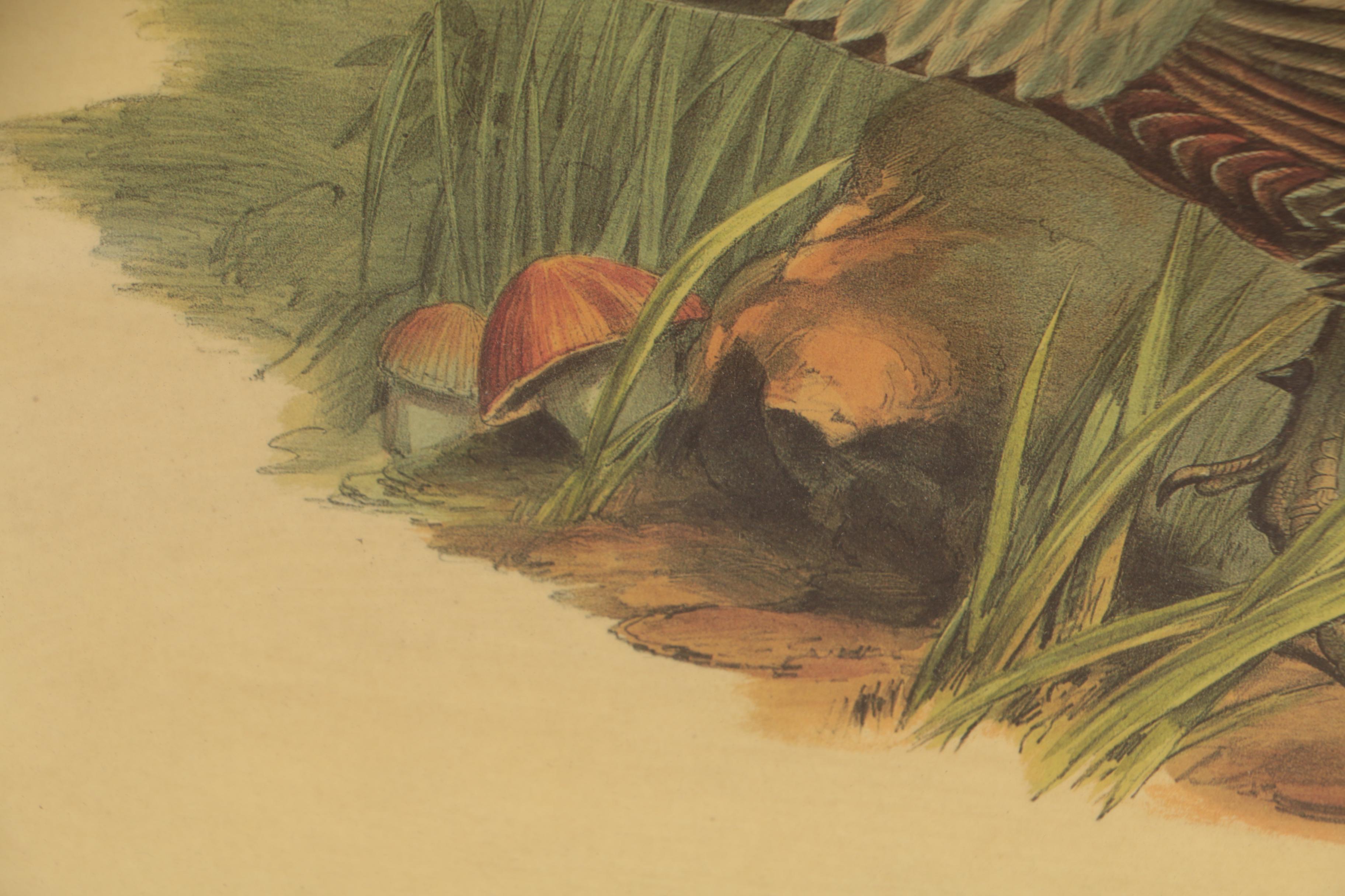 Offset Lithograph after John Gould and H.C. Richter "Pucrasia Castanea"