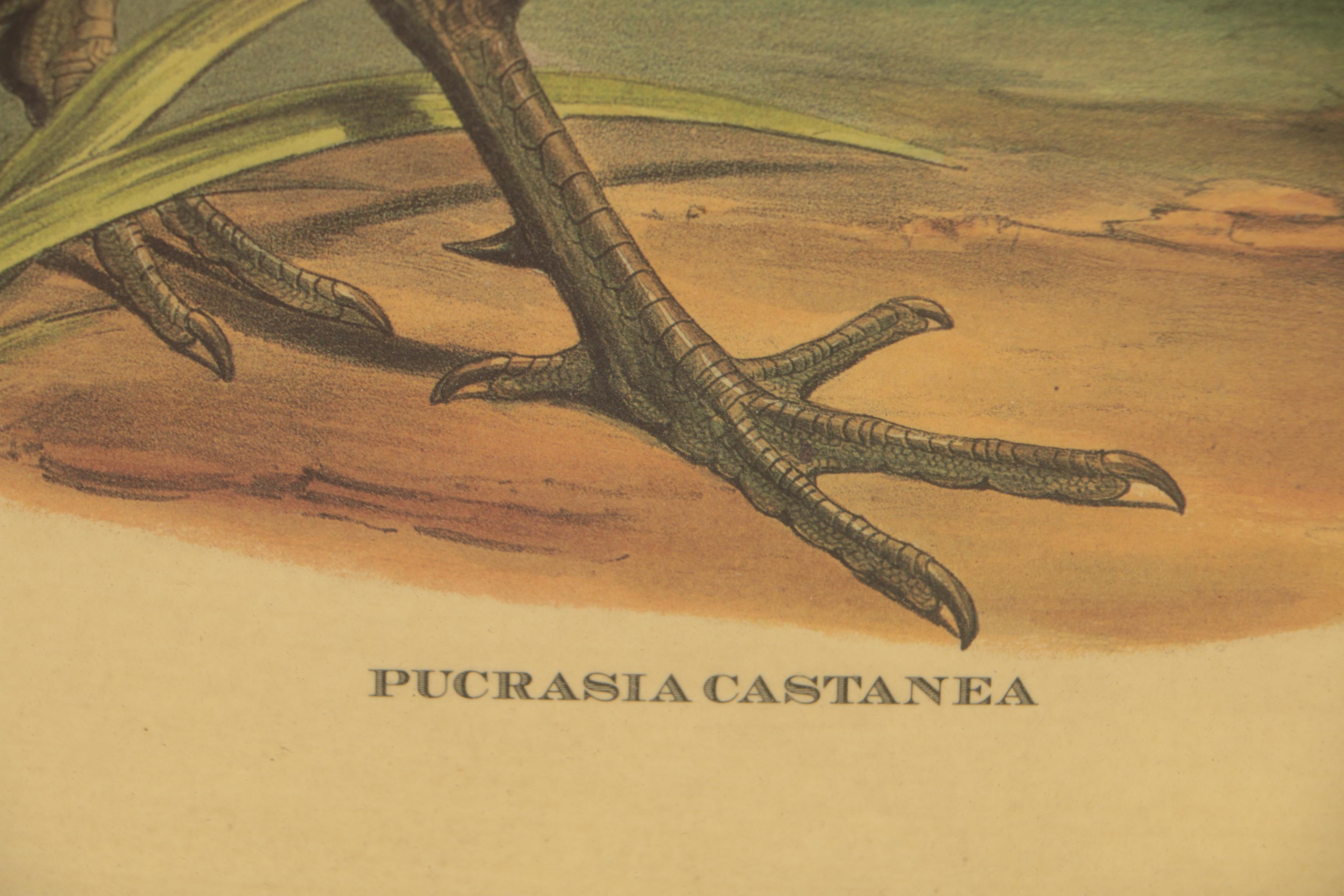Offset Lithograph after John Gould and H.C. Richter "Pucrasia Castanea"