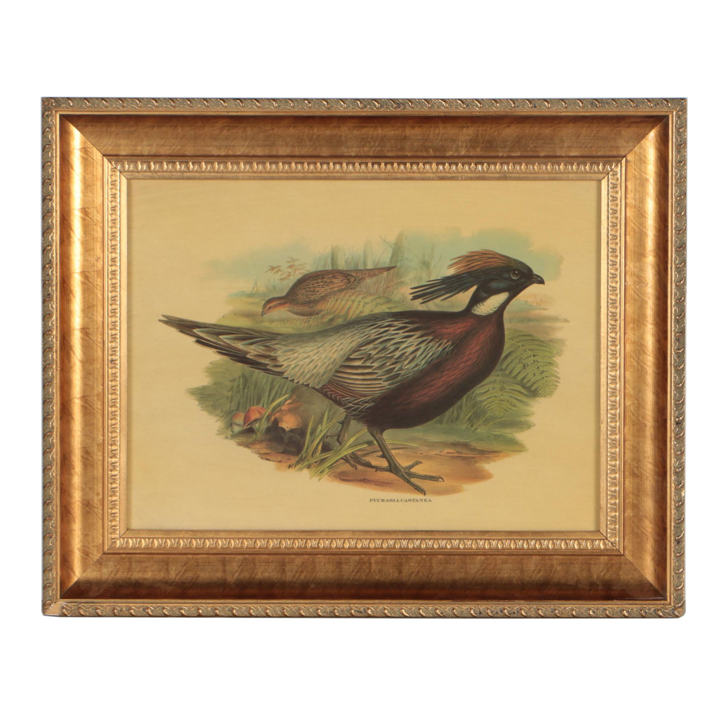 Offset Lithograph after John Gould and H.C. Richter "Pucrasia Castanea"