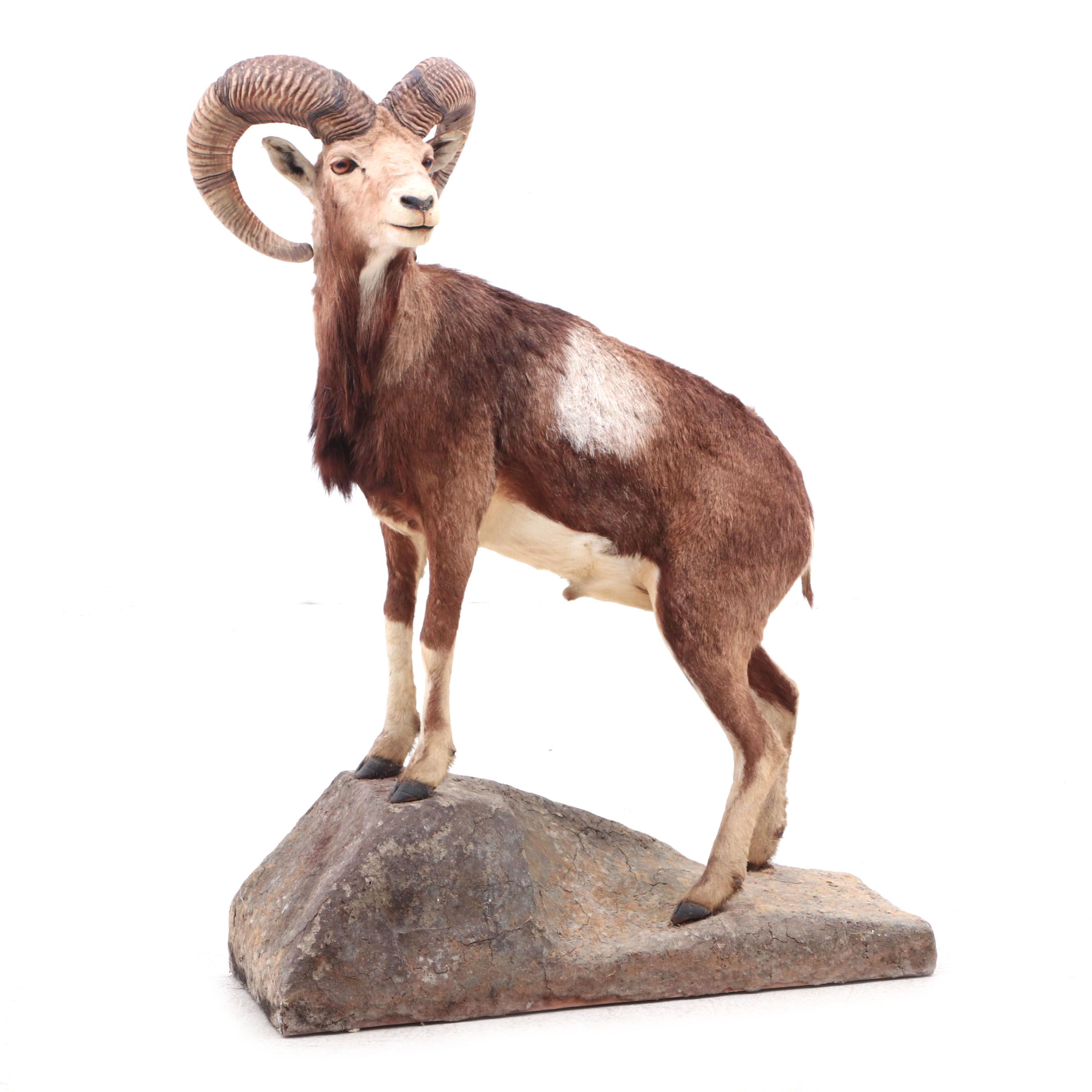Big Horn Sheep Full Body Taxidermy