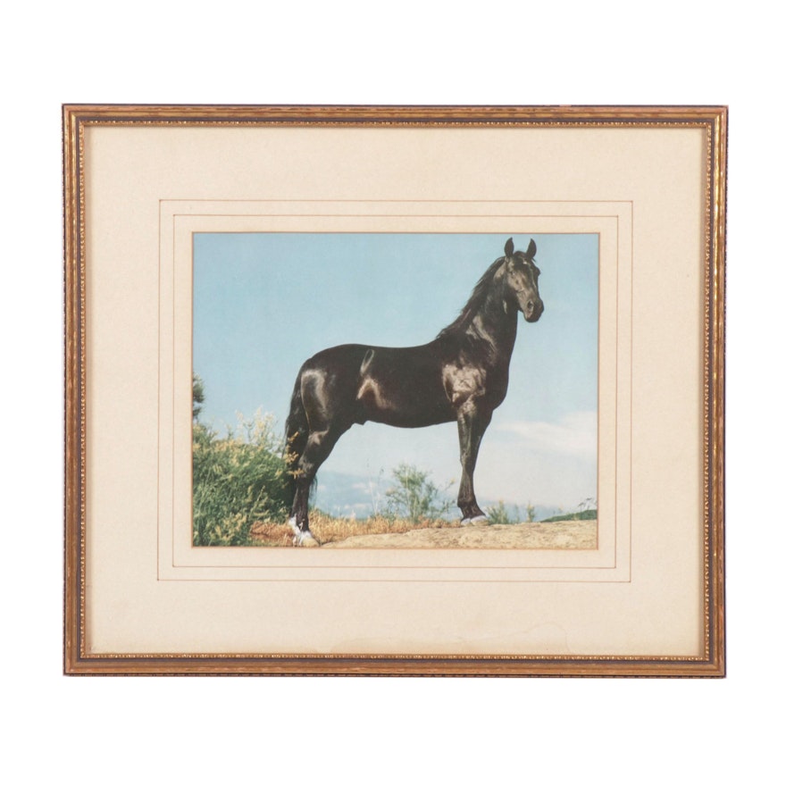 Late 20th Century Giclée of a Horse