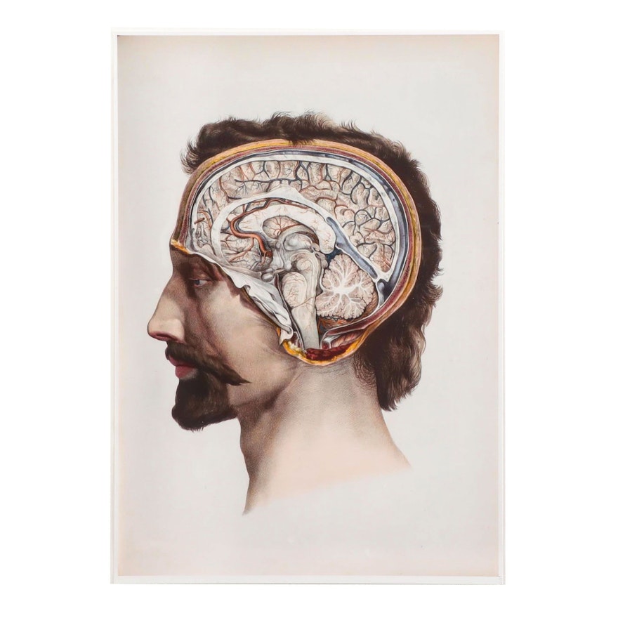 Giclee after 19th Century  Medical Illustration of Human Brain