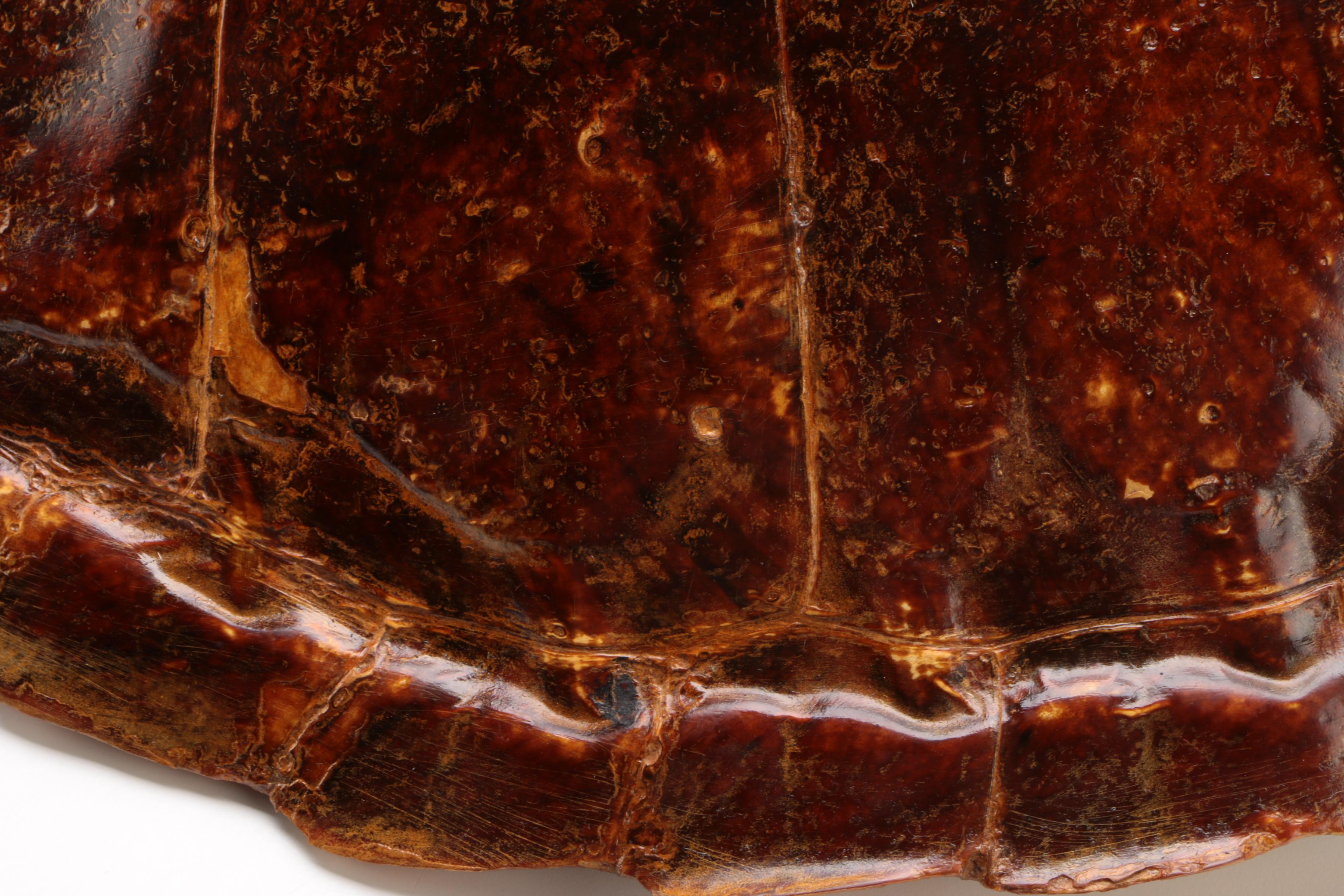 Antique Loggerhead Sea Turtle Shell Specimen